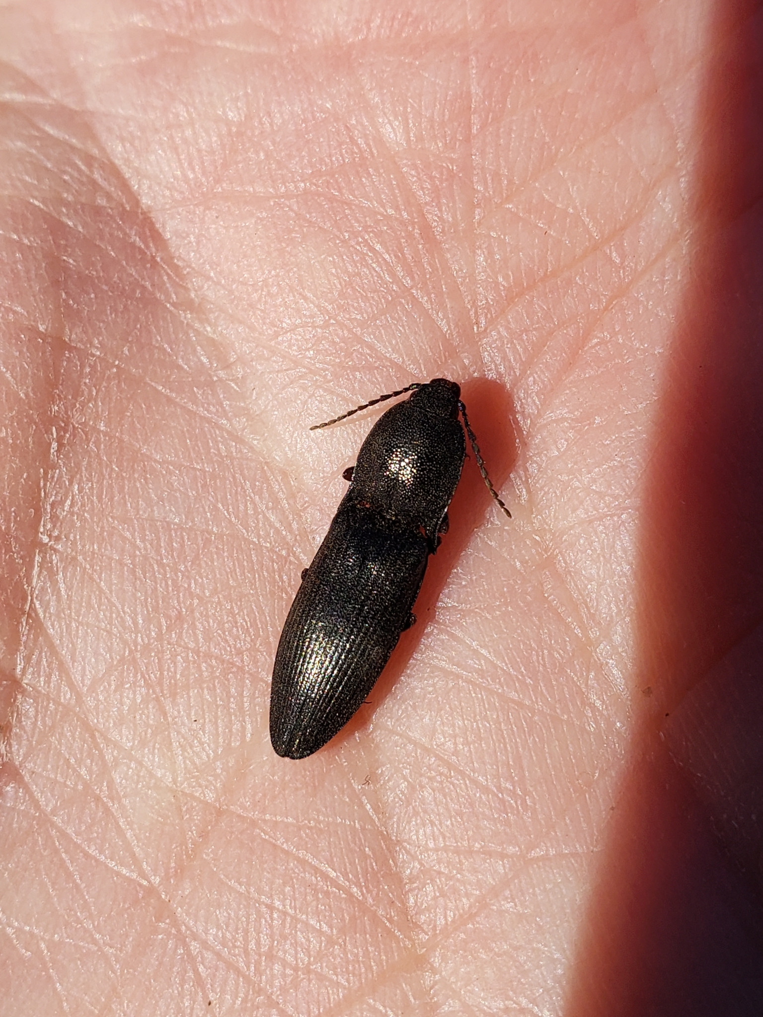 Fossil evidence of elytra reduction in ship-timber beetles | Scientific  Reports, image size:1536x2048