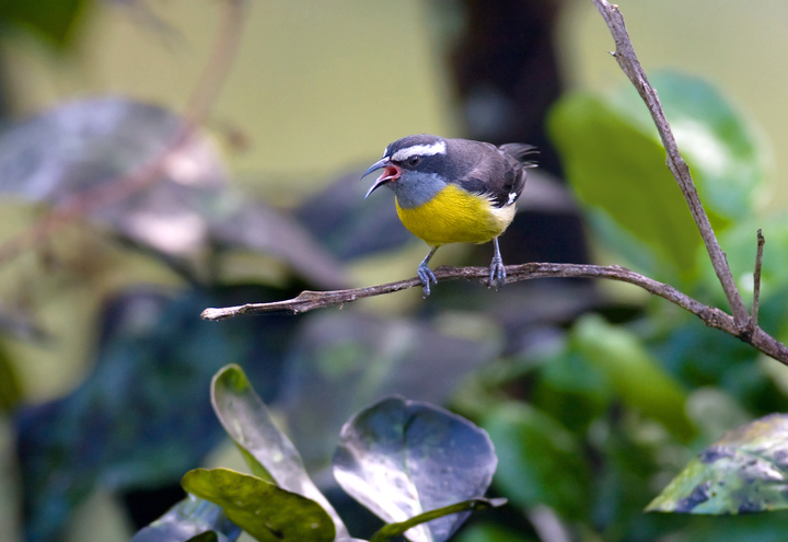 Bananaquits are by far the most abundant bird species during our visit to Puerto Rico. Their incessant calls are almost never out of earshot and they are found anywhere with trees or flowers. Pairs were even nesting on patios in Old San Juan that happened to have a potted plant or two. Bananaquit near El Yunque, Puerto Rico (4/5/2009).