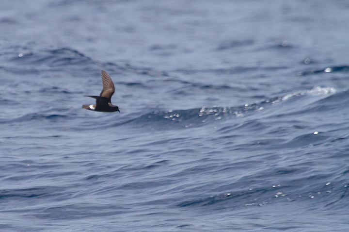 A Band-rumped Storm-Petrel in fresh plumage off Cape Hatteras, North Carolina (5/28/2011). Experts appear to consider birds in this plumage here on this date to be probable Madeiran Storm-Petrel (<em>O. c. castro</em>). This summer-breeding population nests off Africa in the Madeira Archipelago as far south as the Canary Islands.