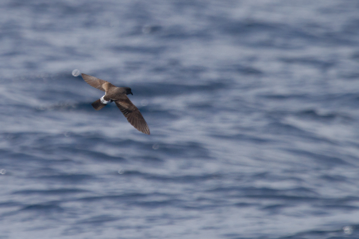 A Band-rumped Storm-Petrel in fresh plumage off Cape Hatteras, North Carolina (5/28/2011). Experts appear to consider birds in this plumage here on this date to be probable Madeiran Storm-Petrel (<em>O. c. castro</em>). This summer-breeding population nests off Africa in the Madeira Archipelago as far south as the Canary Islands.