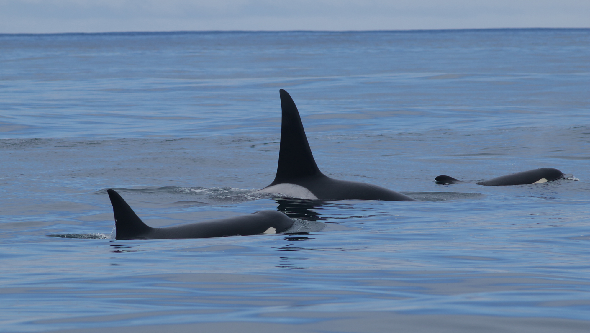 Orca (Orcinus orca)