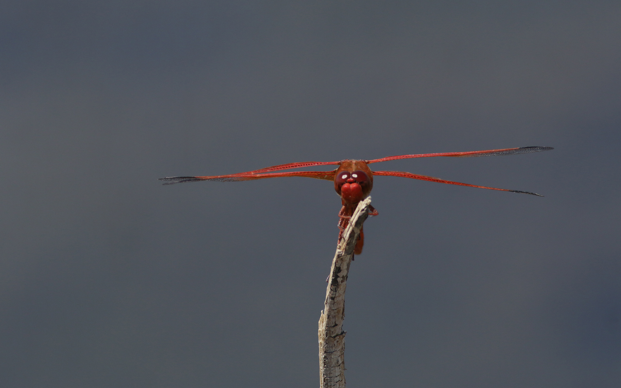 Flame Skimmer in San Benito County, California (7/3/2021).