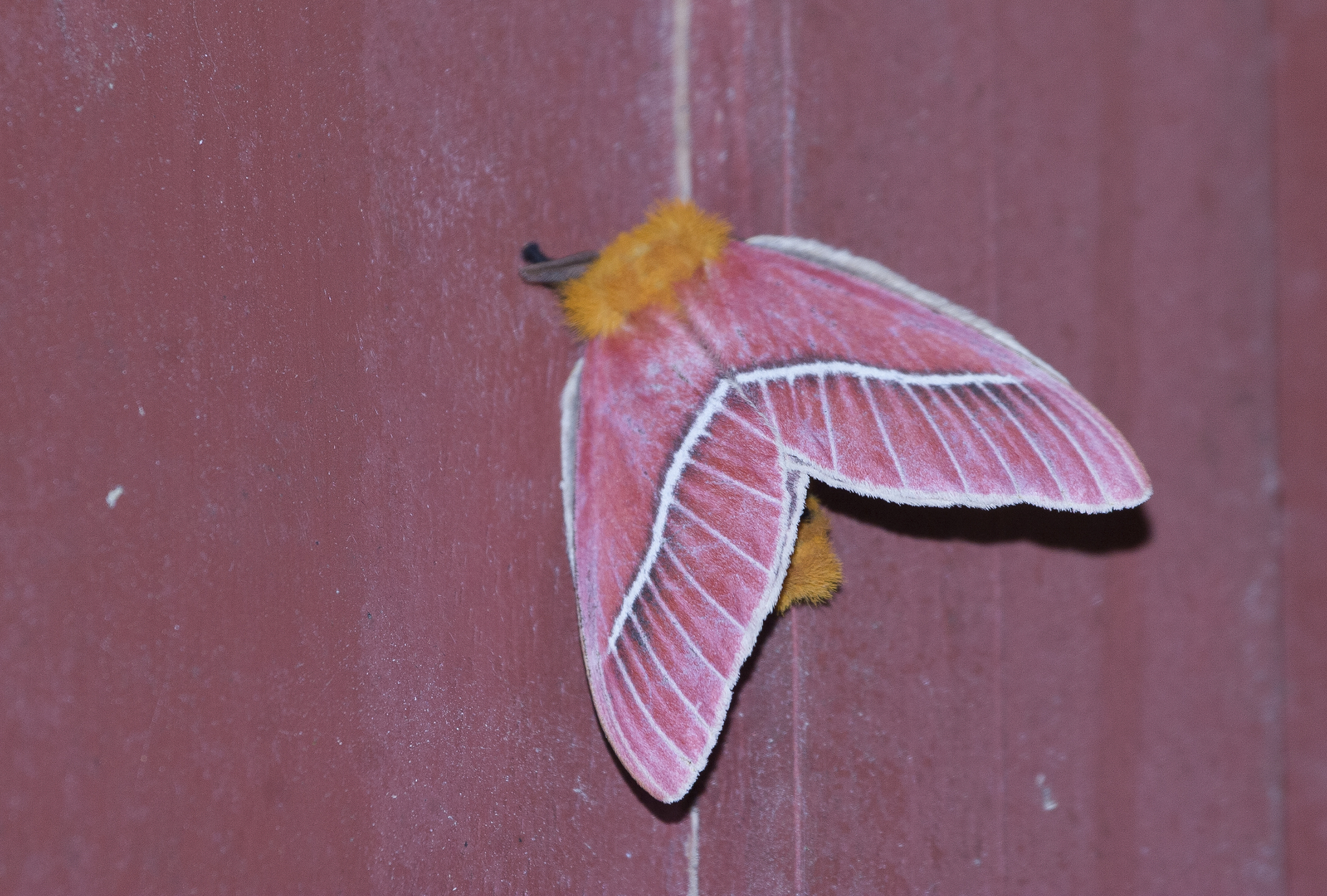 Moths & Butterflies (Lepidoptera)