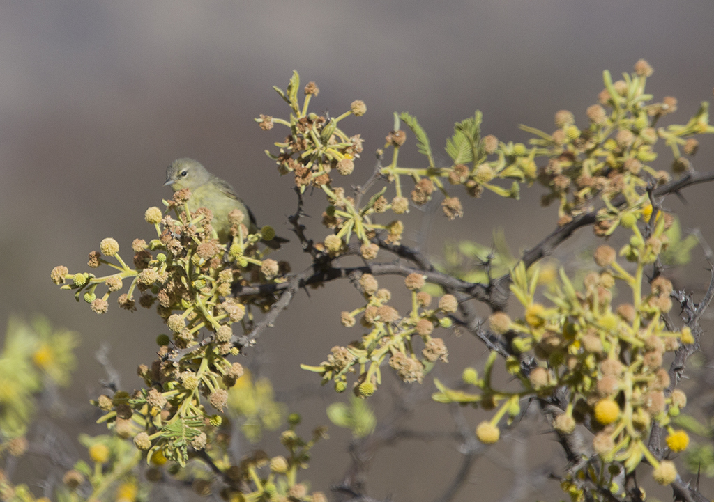 Orange-crowned Warbler in Oaxaca, Mexico (3/18/2008).