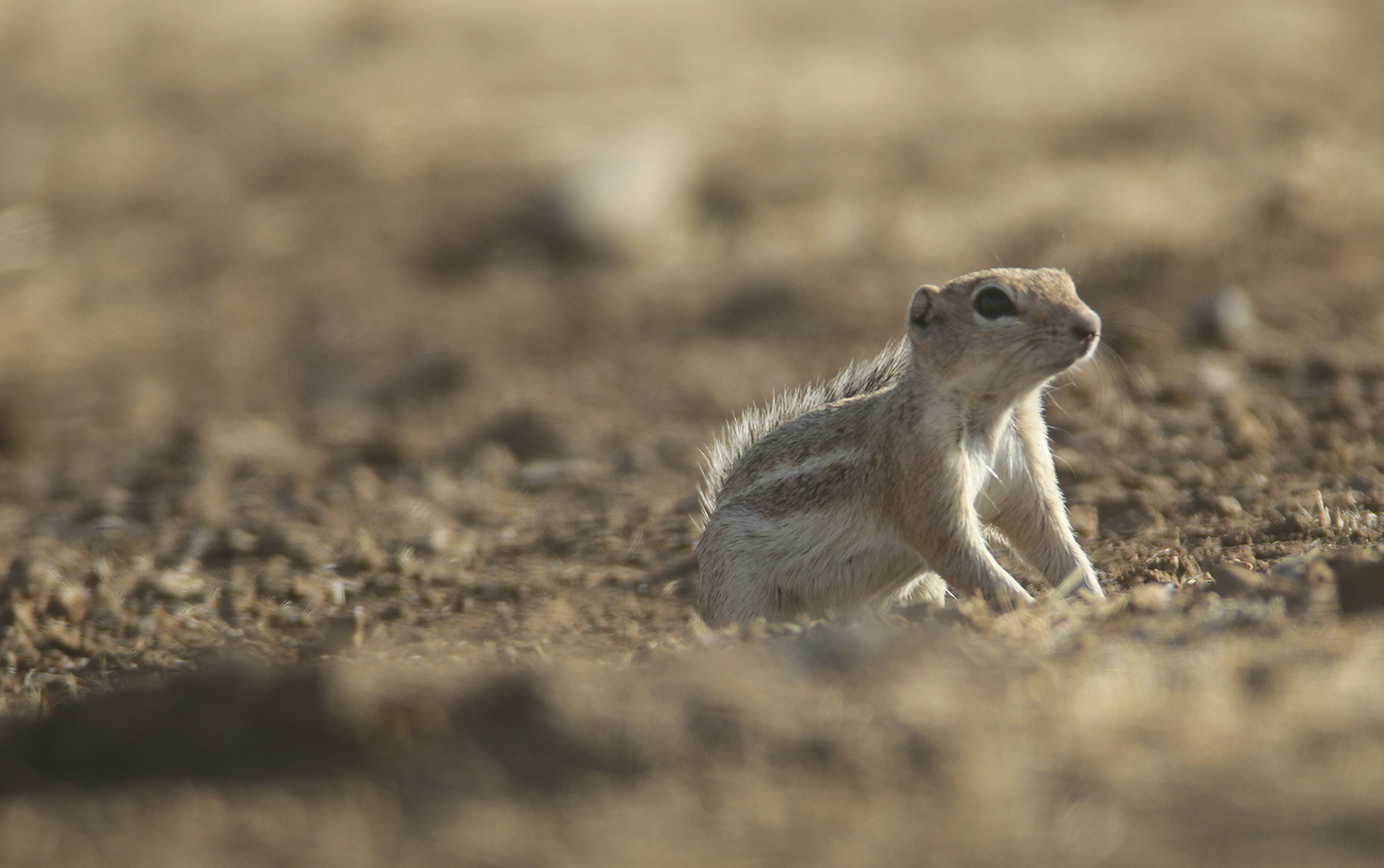 San Joaquin Antelope Squirrel in San Benito, California (7/31/2021).