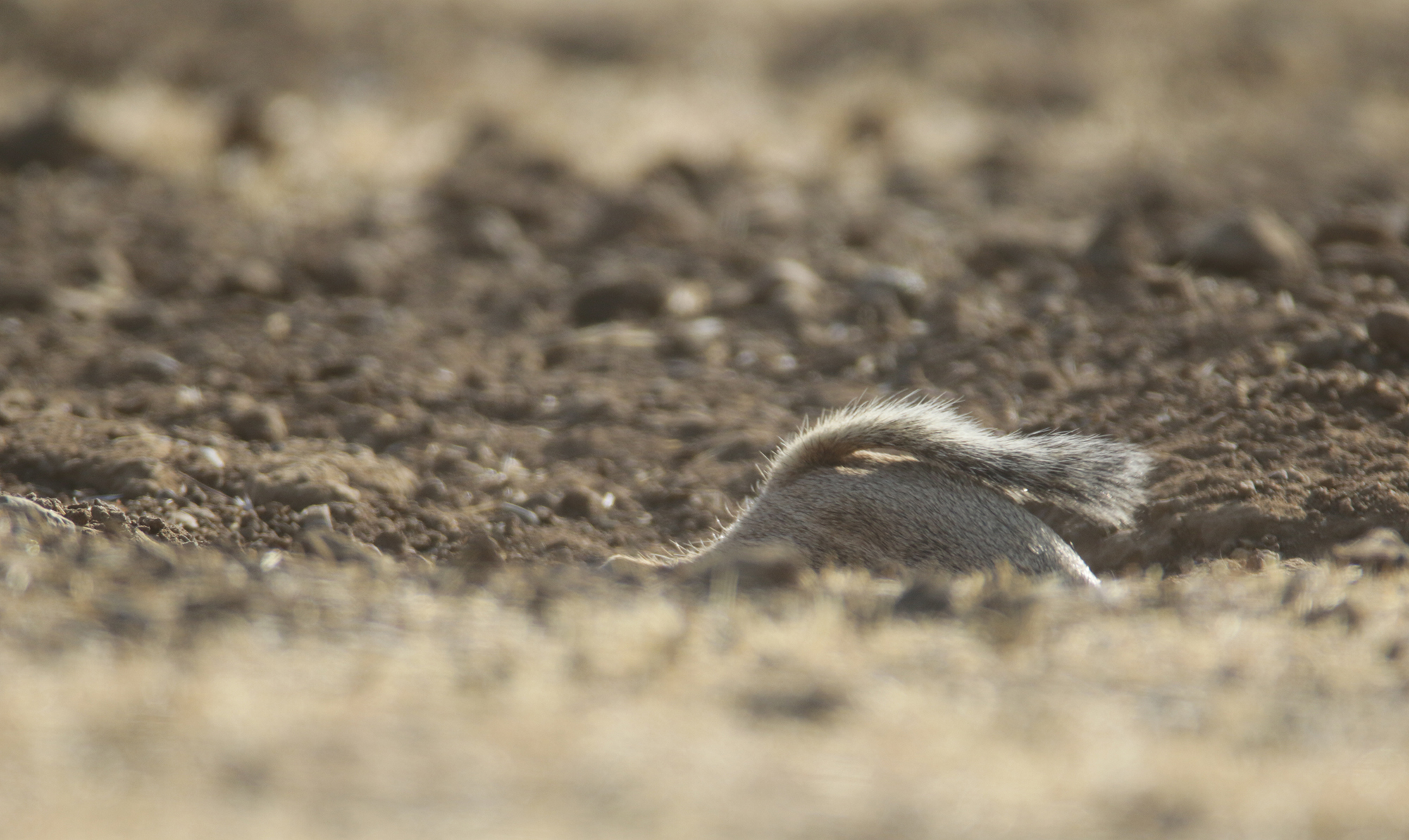 San Joaquin Antelope Squirrel in San Benito, California (7/31/2021).