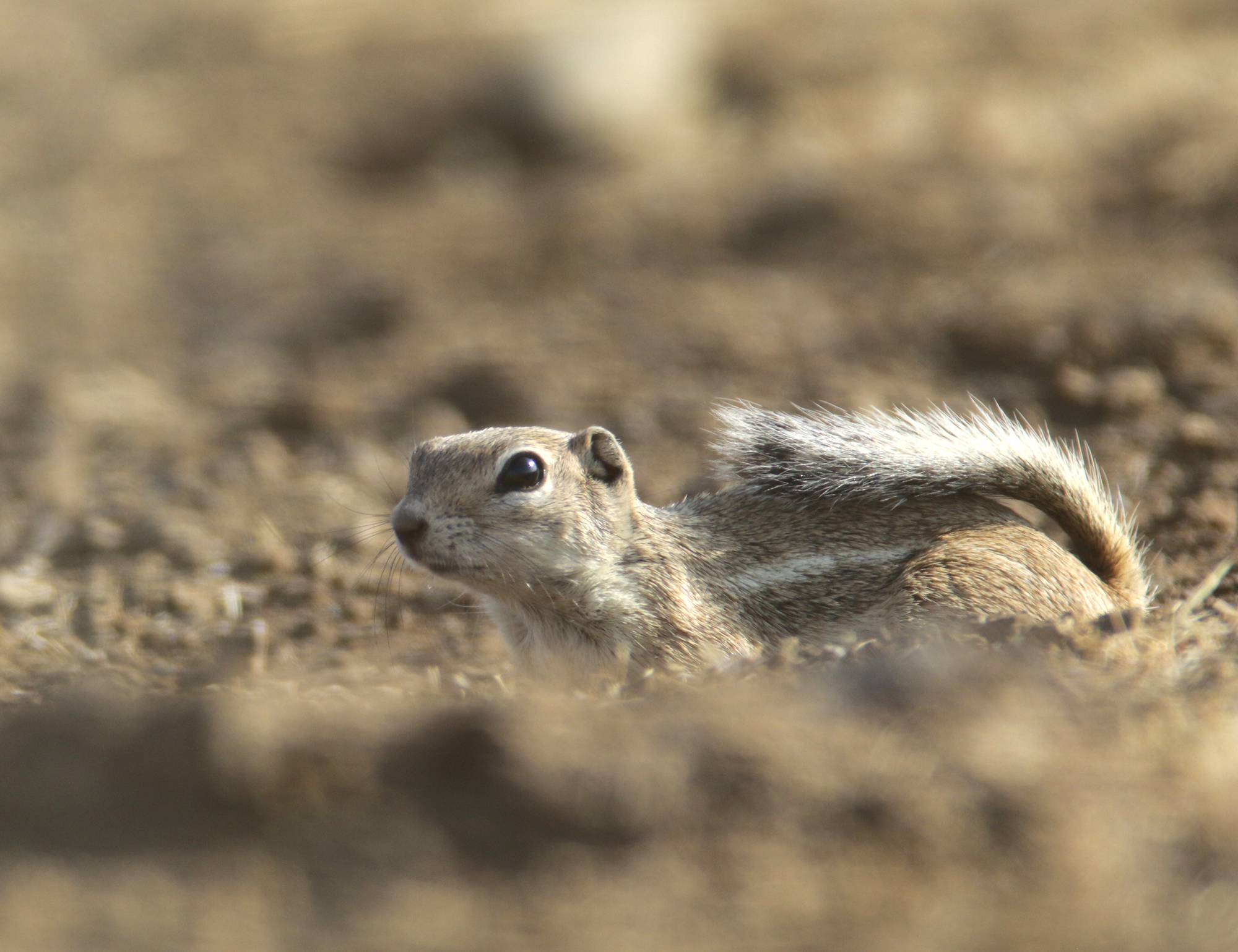 San Joaquin Antelope Squirrel in San Benito, California (7/31/2021).