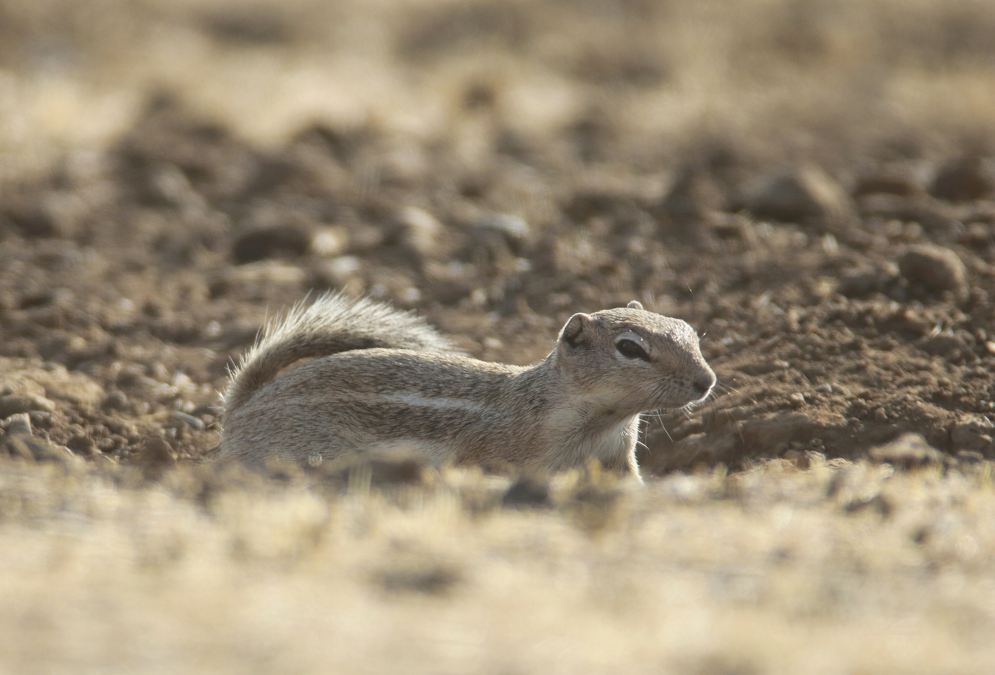 San Joaquin Antelope Squirrel in San Benito, California (7/31/2021).