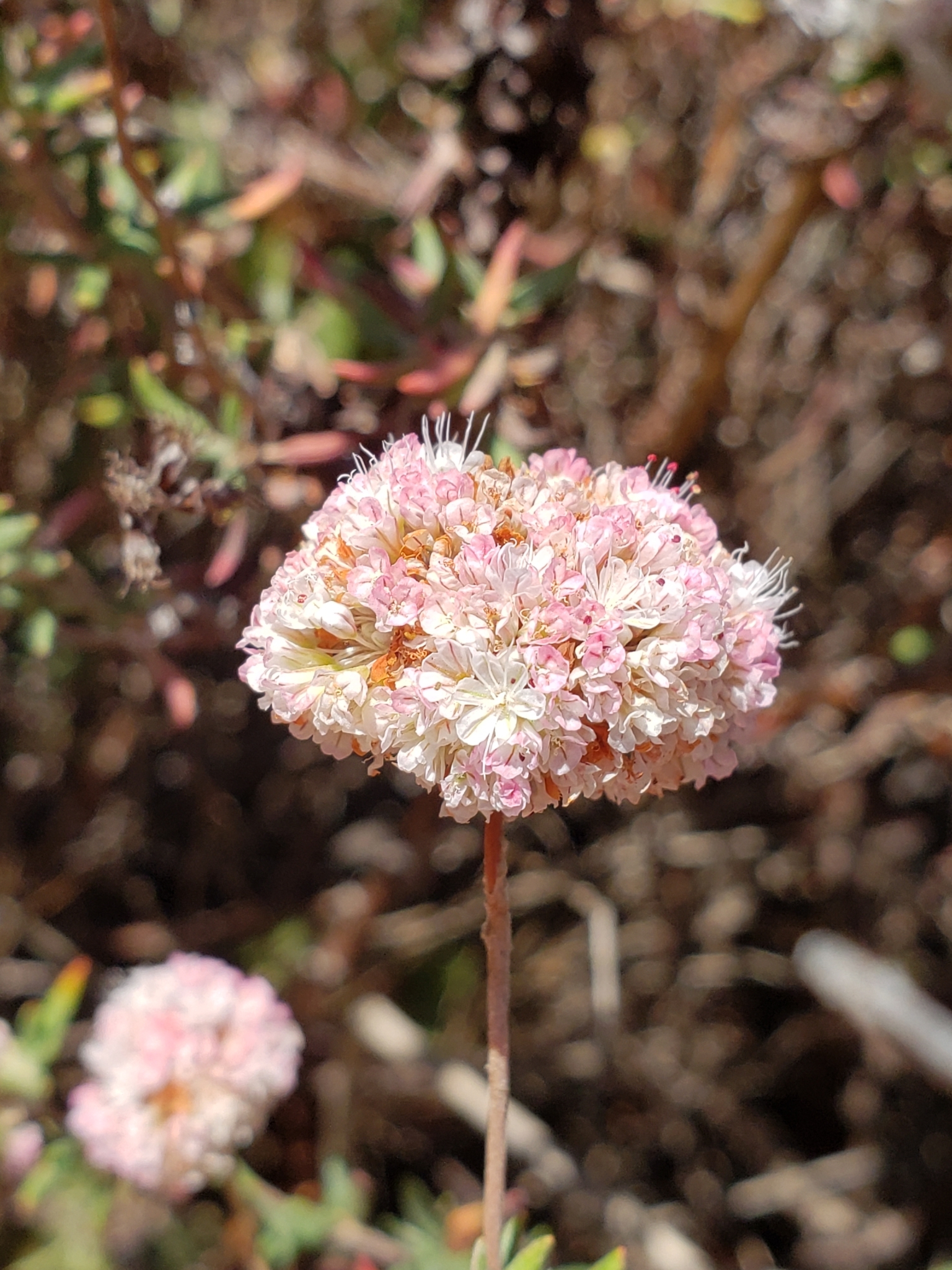 Genus Eriogonum (Wild Buckwheats)