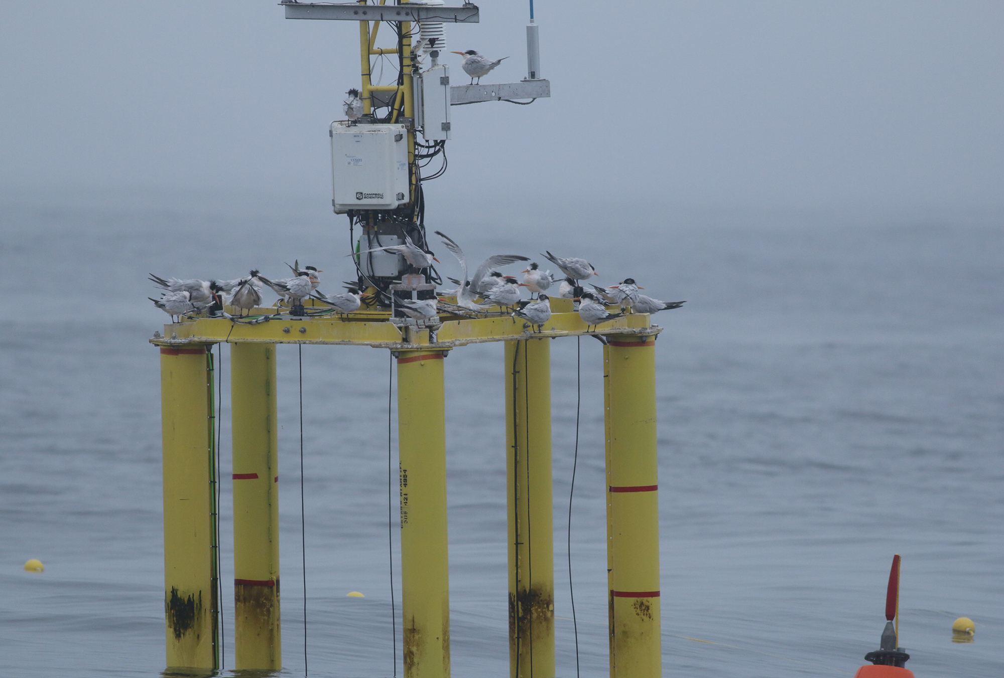 Elegant Tern in Monterey County, California (9/12/2021).
