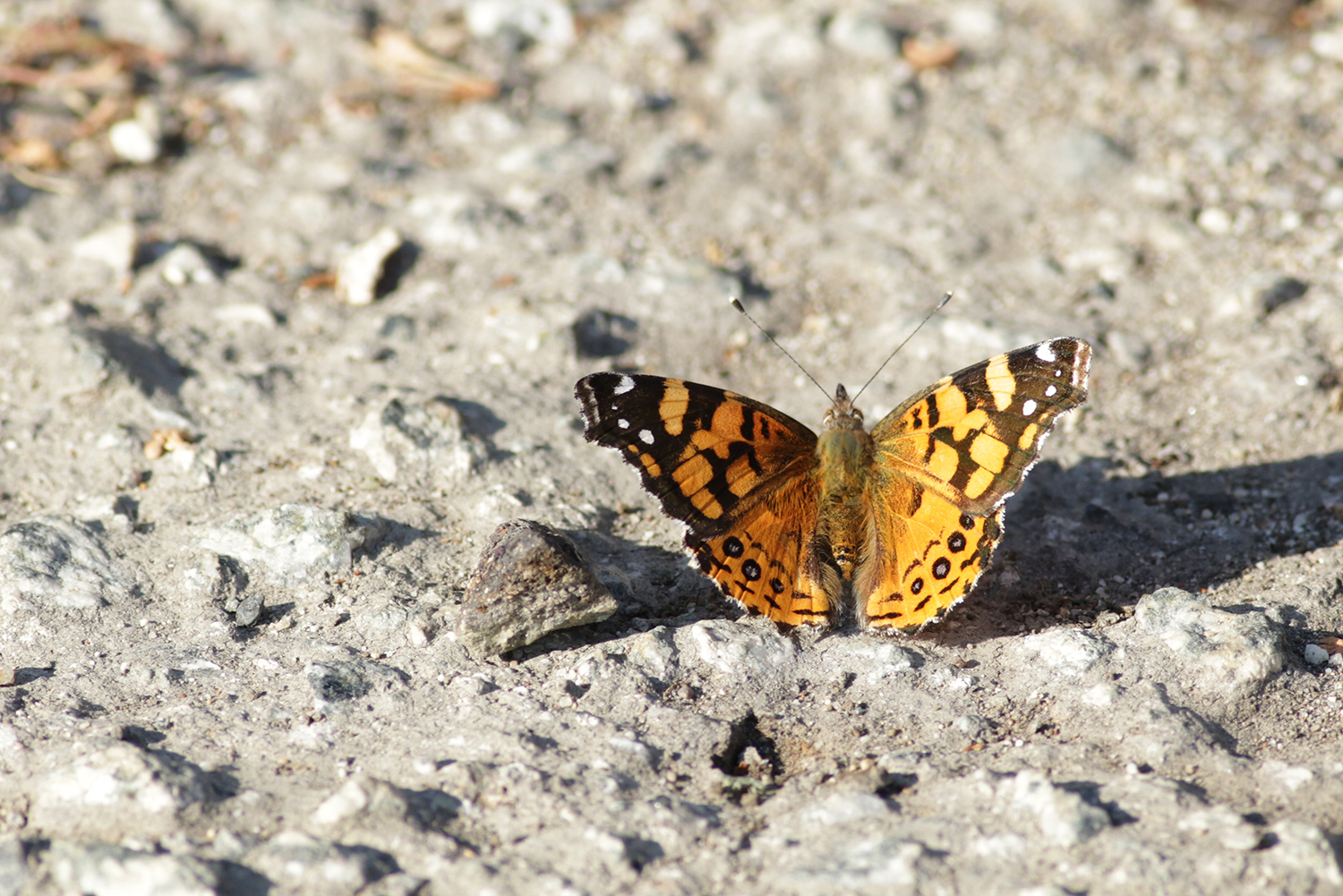 West Coast Lady (Vanessa annabella)