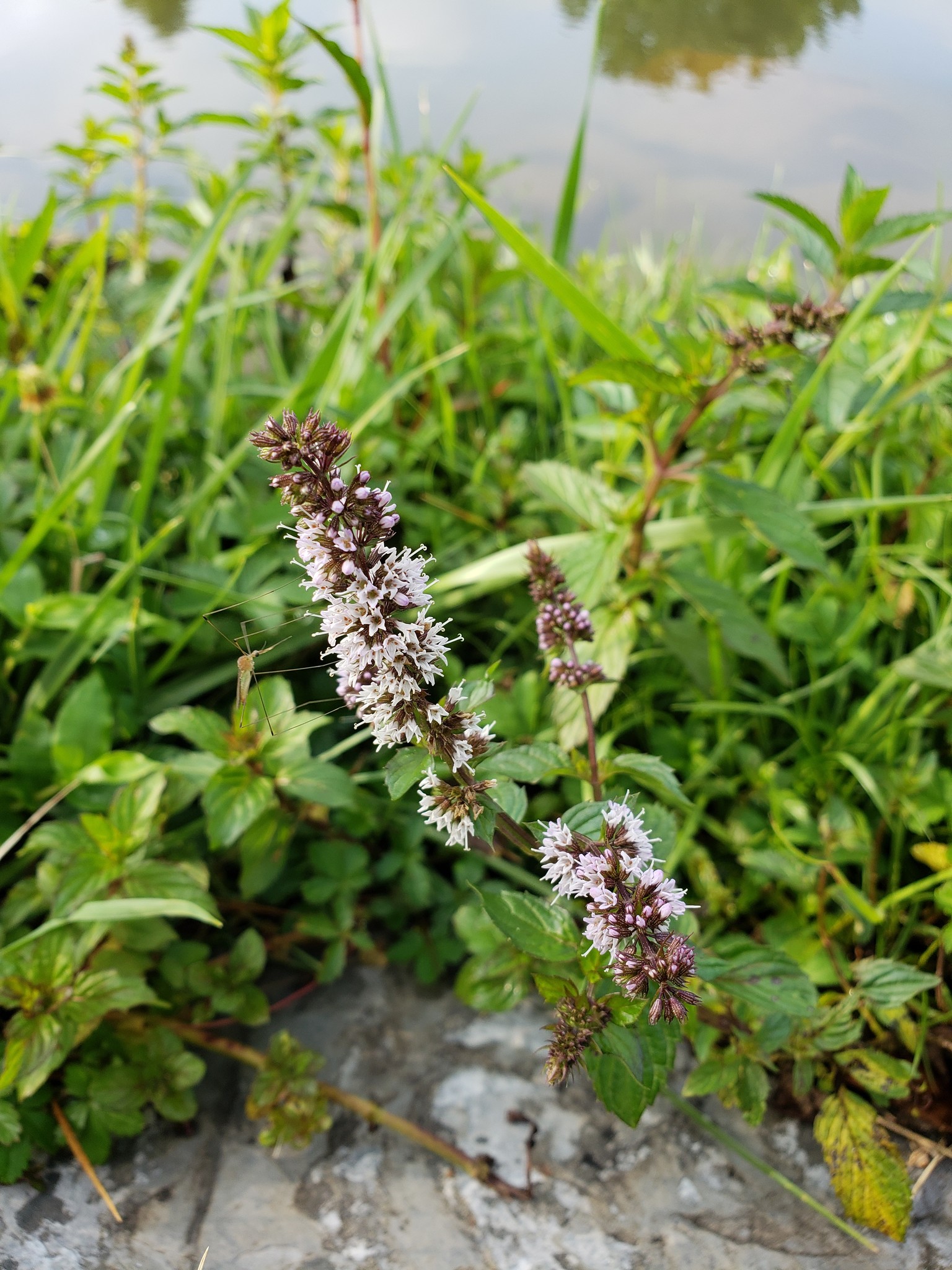 Genus Mentha