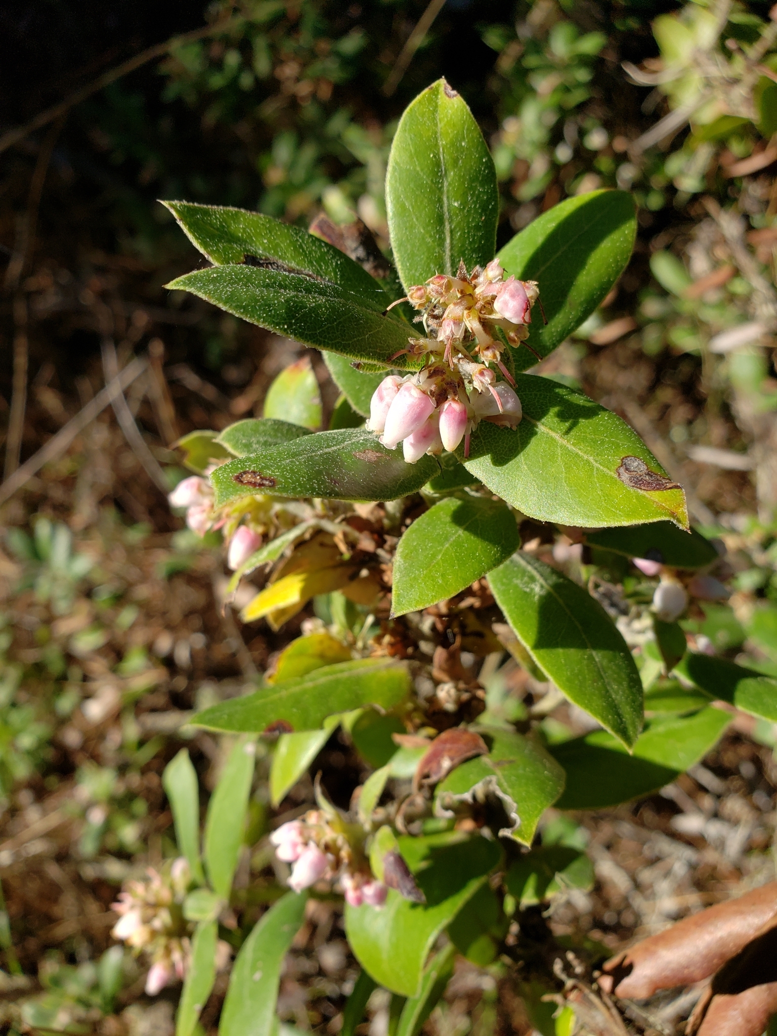 Woollyleaf Manzanita in Monterey County, California (2/17/2021).