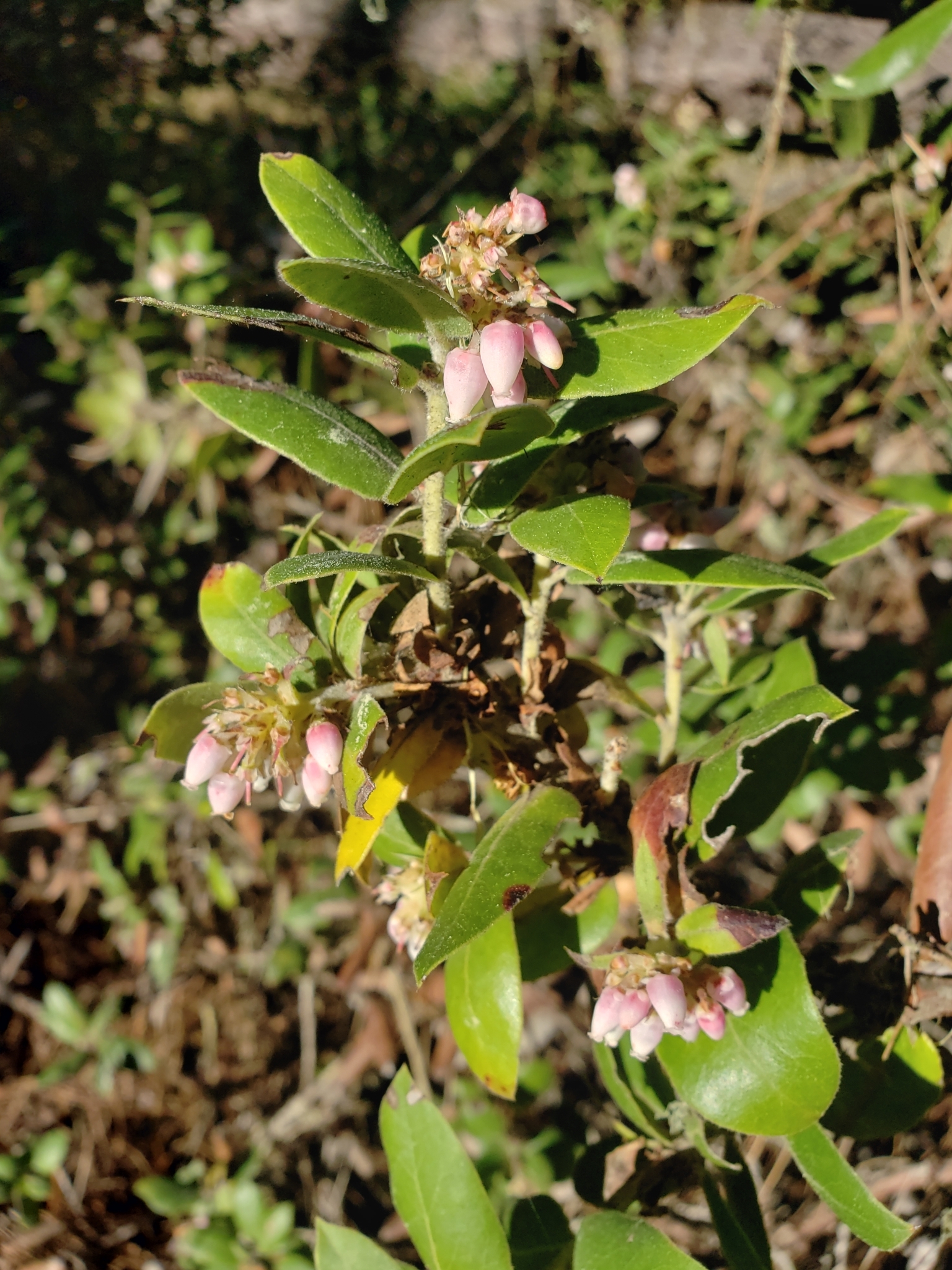 Woollyleaf Manzanita in Monterey County, California (2/17/2021).