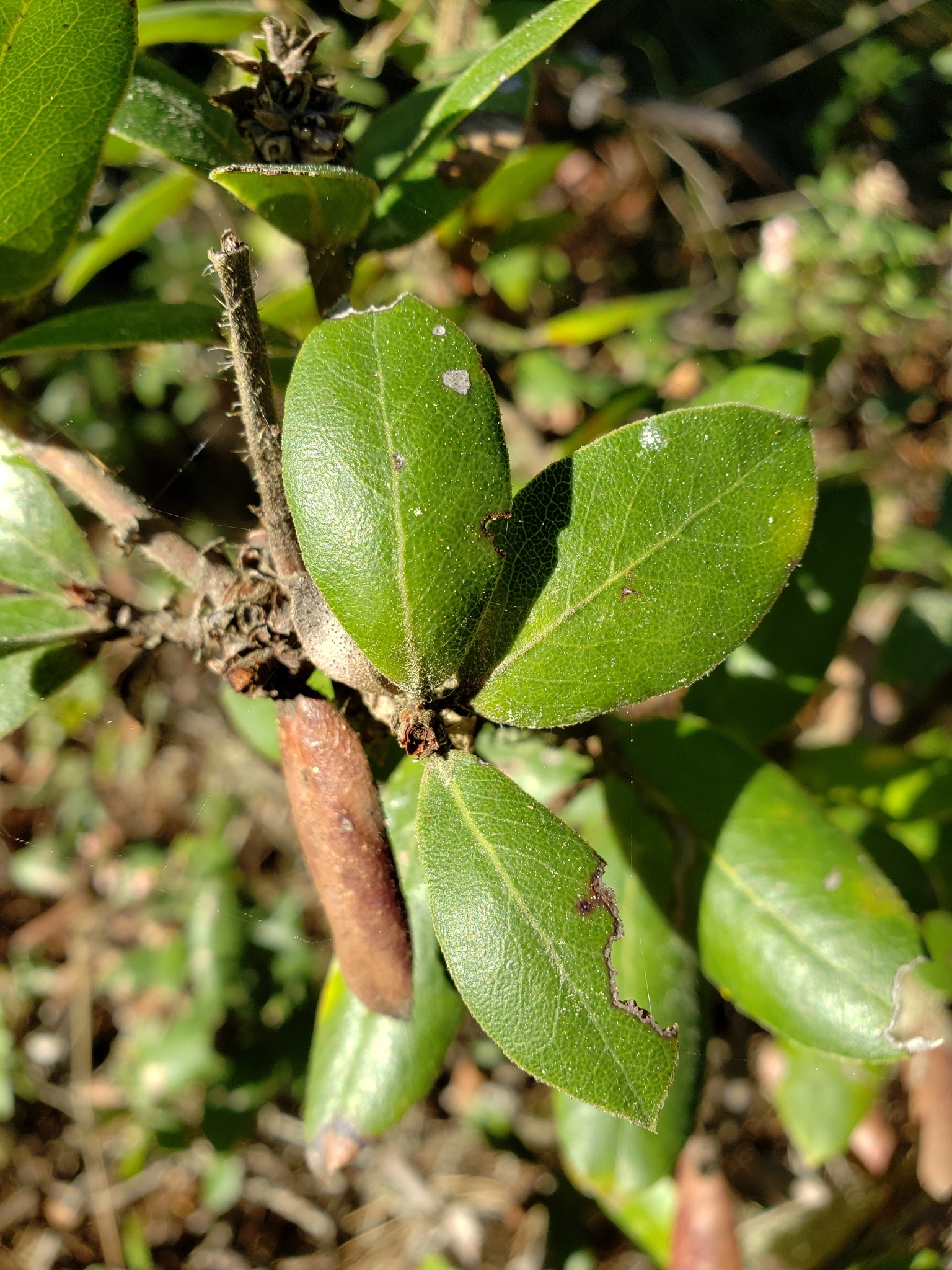 Woollyleaf Manzanita in Monterey County, California (2/17/2021).