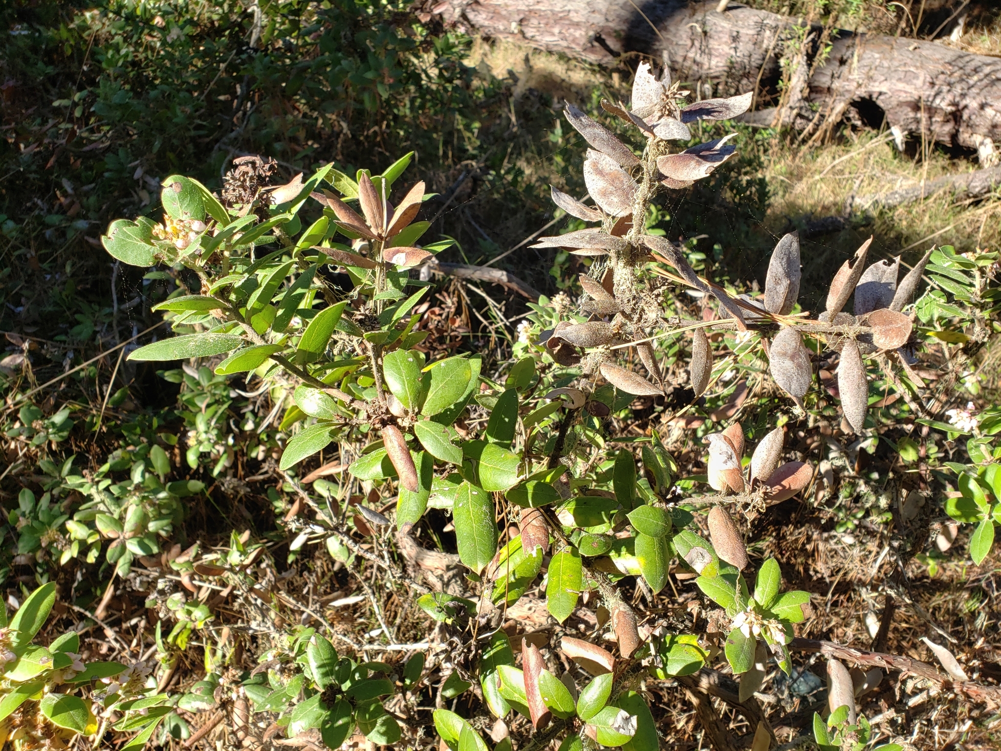 Woollyleaf Manzanita in Monterey County, California (2/17/2021).