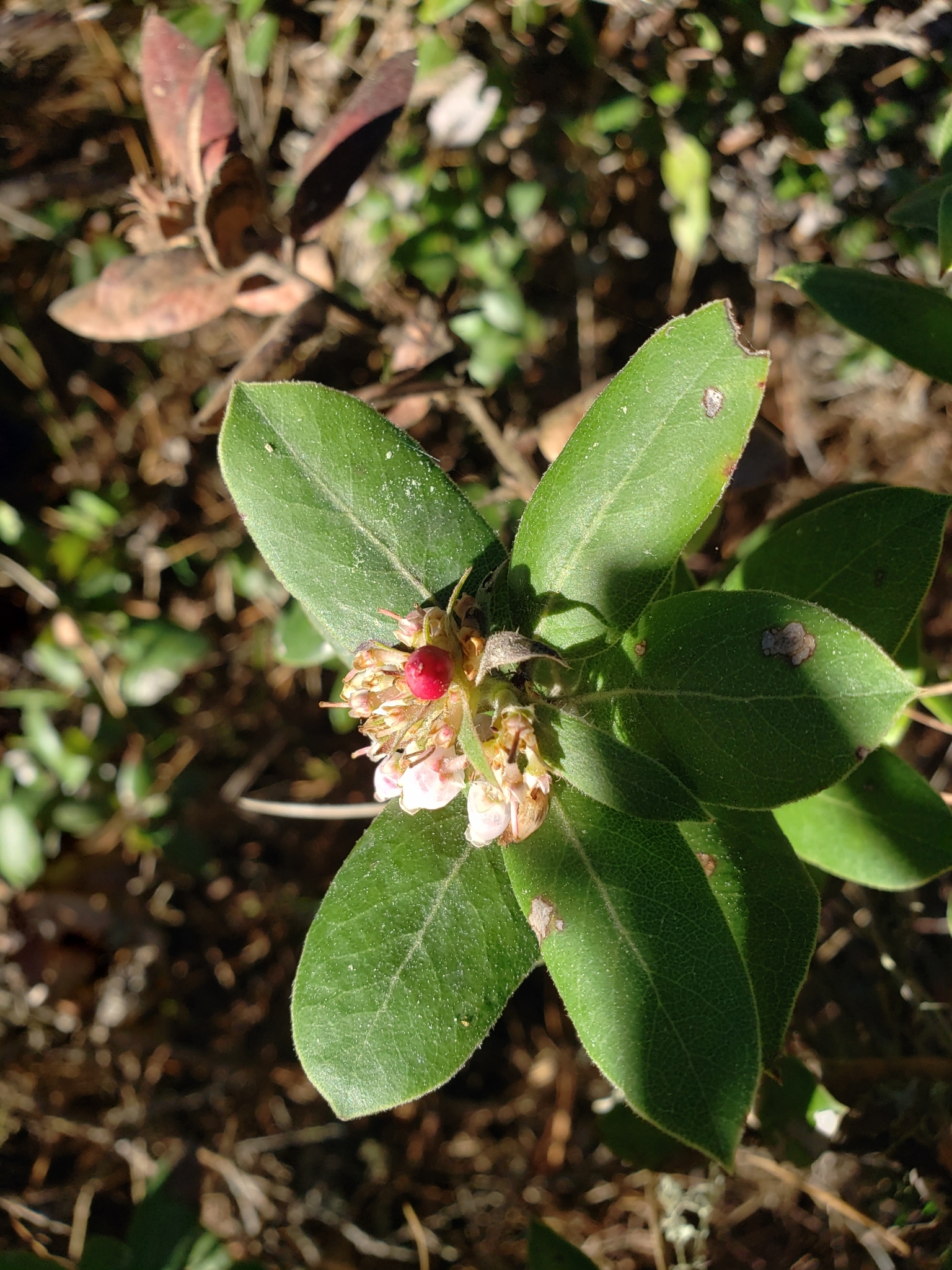 Woollyleaf Manzanita in Monterey County, California (2/17/2021).