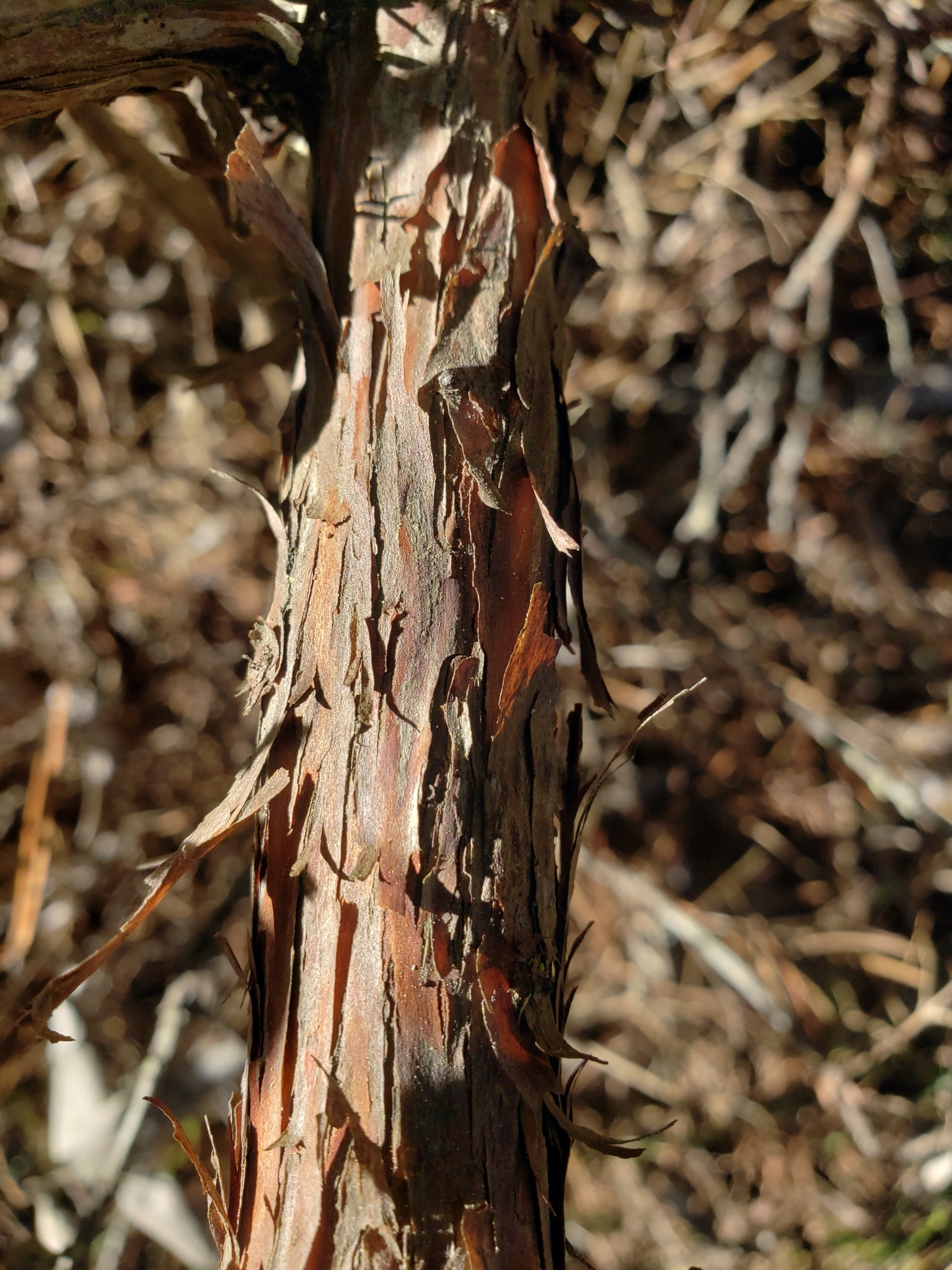 Woollyleaf Manzanita in Monterey County, California (2/17/2021).
