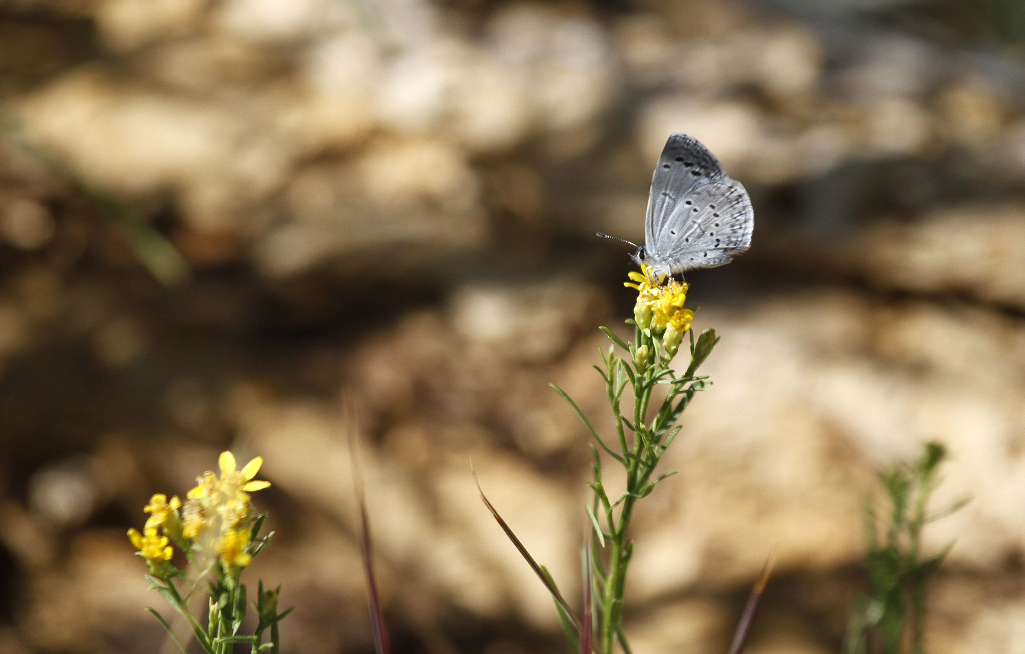 Echo Azure (Celastrina echo)