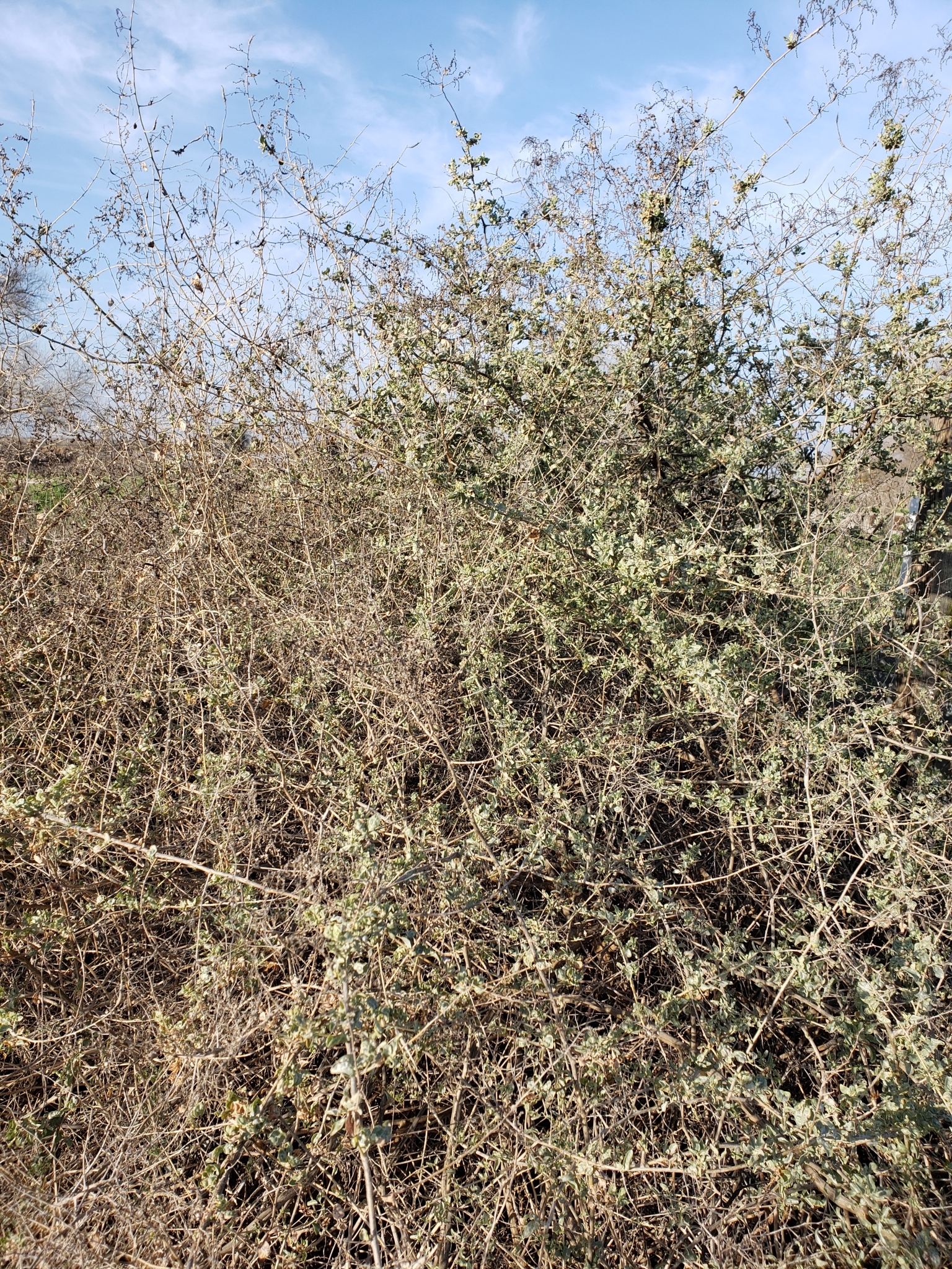 Genus Atriplex in Merced County, California (2/12/2022). Genus Atriplex (Saltbushes)