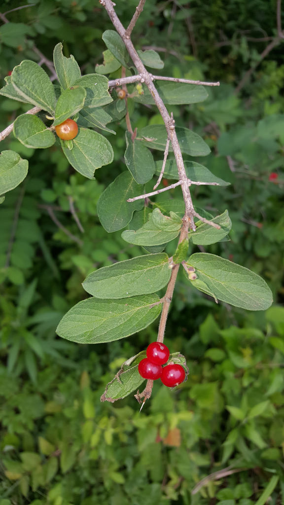 BioFiles  Morrow's Honeysuckle (Lonicera morrowii)