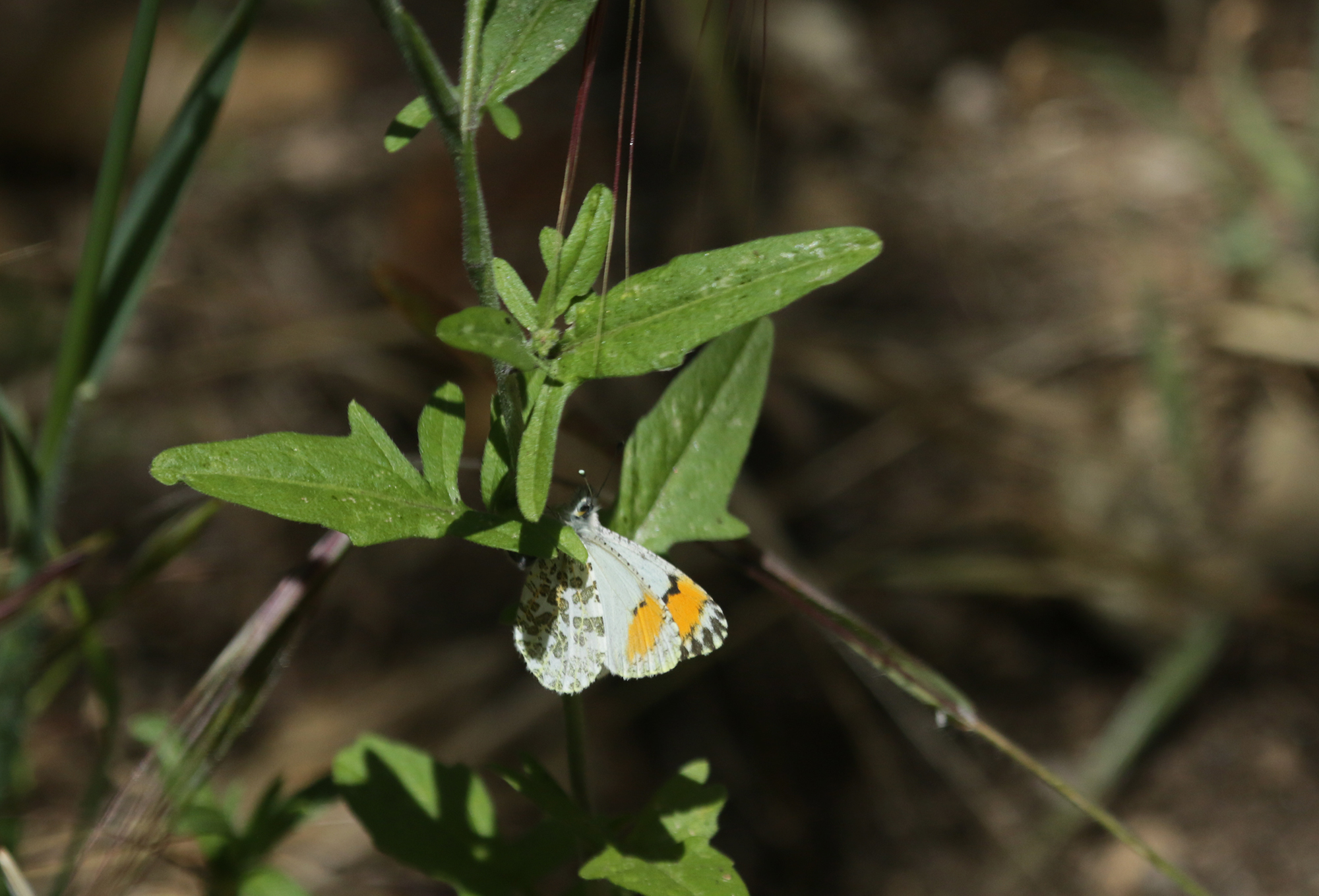 Sara Orangetip (Anthocharis sara)