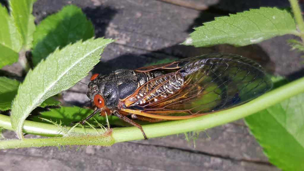 Genus Magicicada