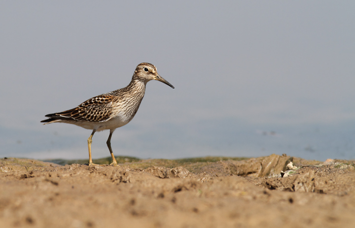 pectoral sandpiper calidris melanotos Returning Few: Why Some Pectoral Sandpipers Stay Faithful to Arctic  Breeding Grounds, news via @RareBirdAlertUK main image 1