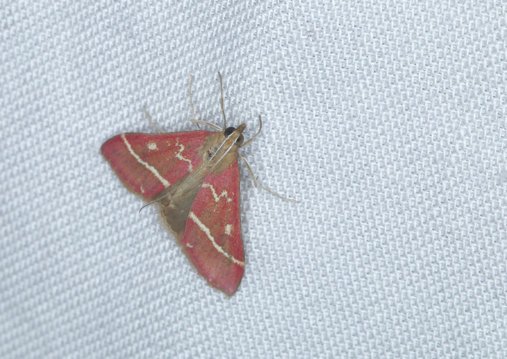 Volupial Mint Moth (Pyrausta volupialis)