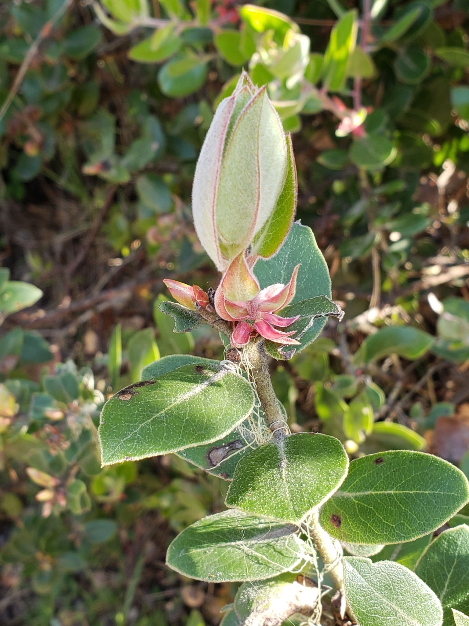 Woollyleaf Manzanita in Monterey County, California (4/13/2022).