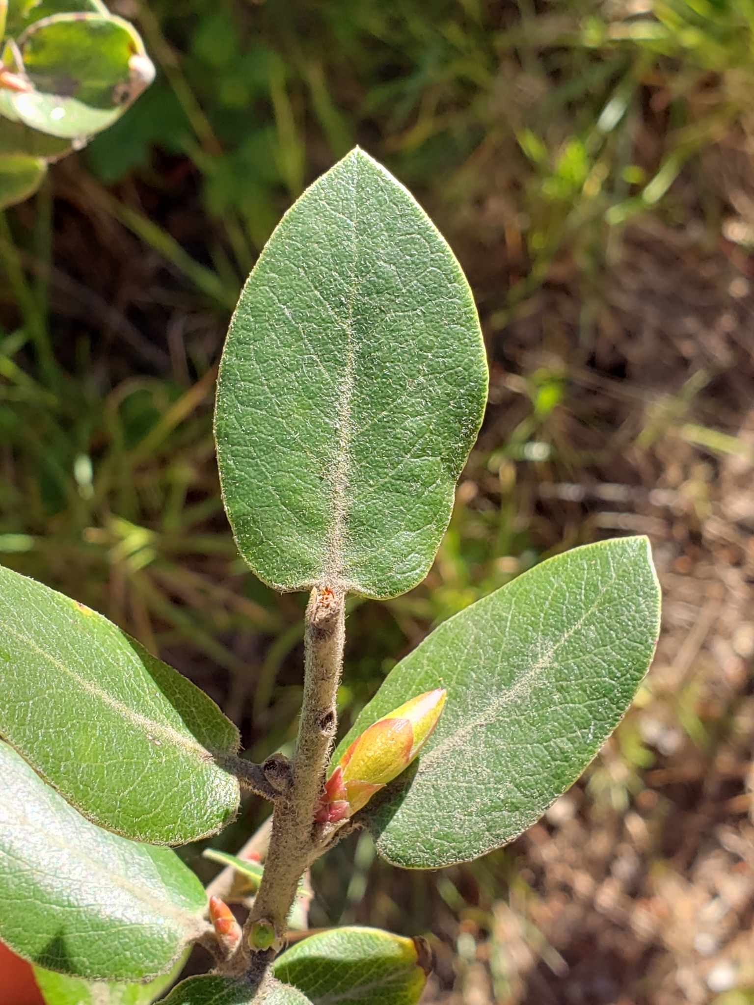 Woollyleaf Manzanita in Monterey County, California (4/13/2022).