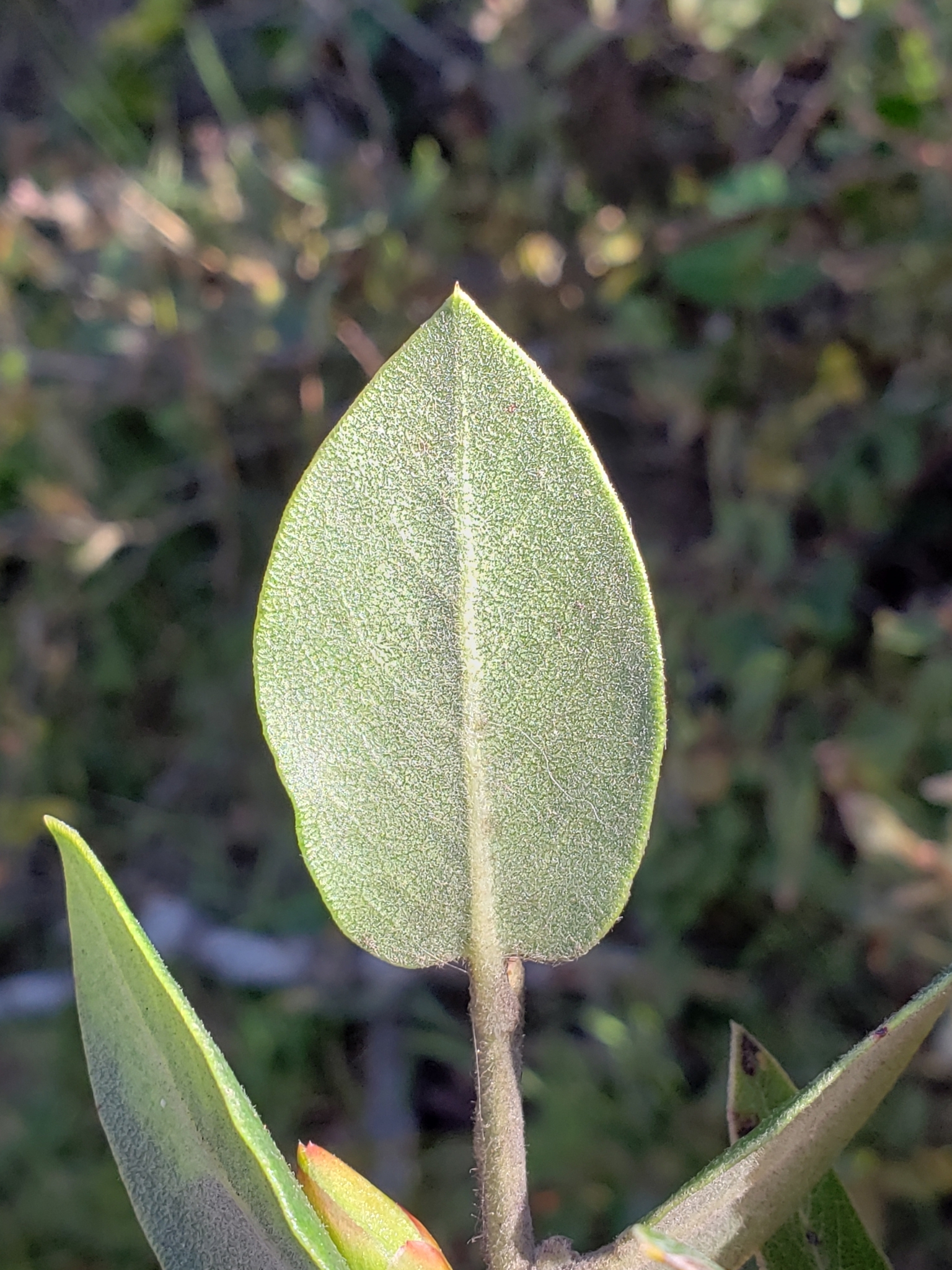 Woollyleaf Manzanita in Monterey County, California (4/13/2022).