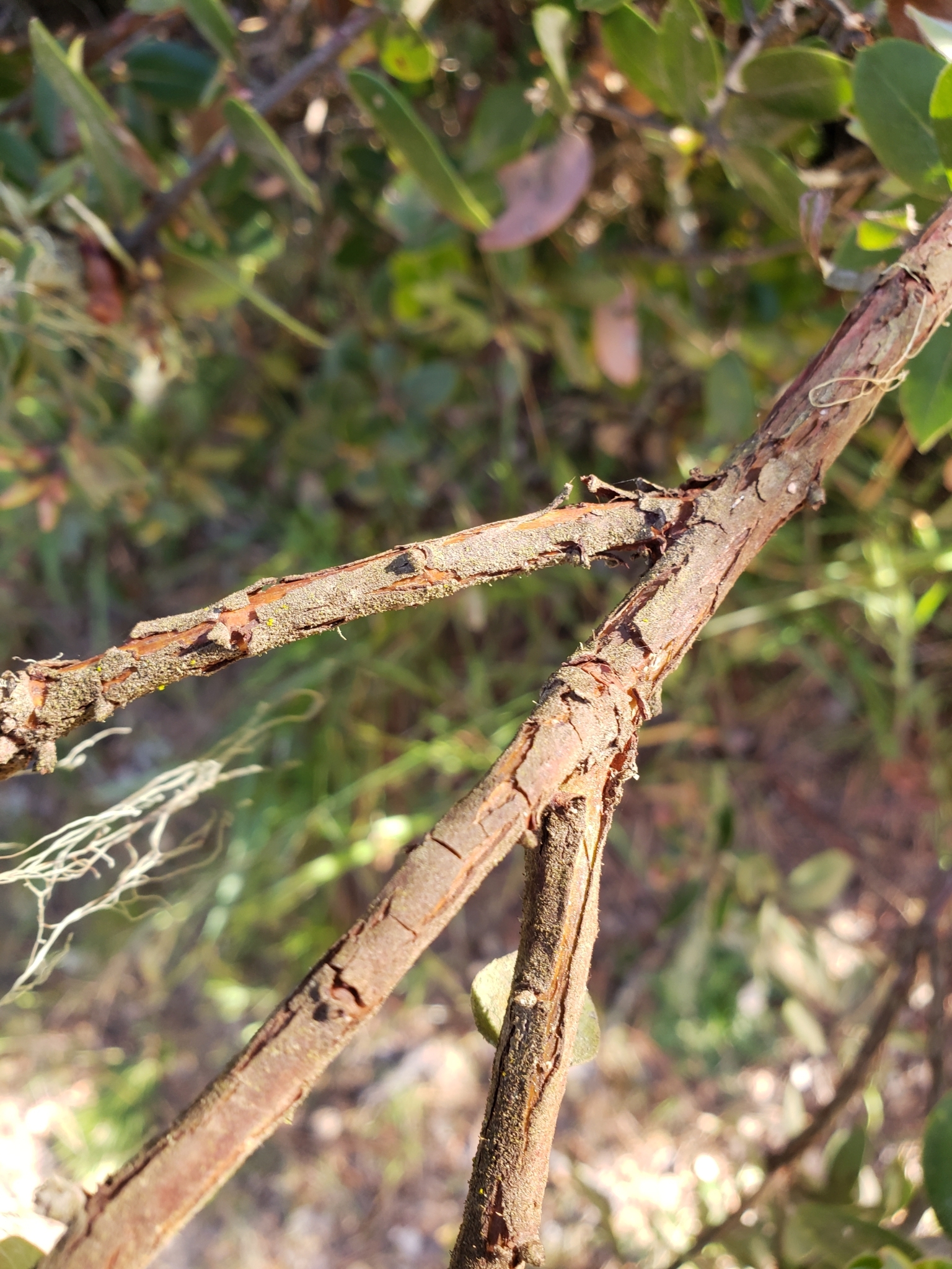 Woollyleaf Manzanita in Monterey County, California (4/13/2022).