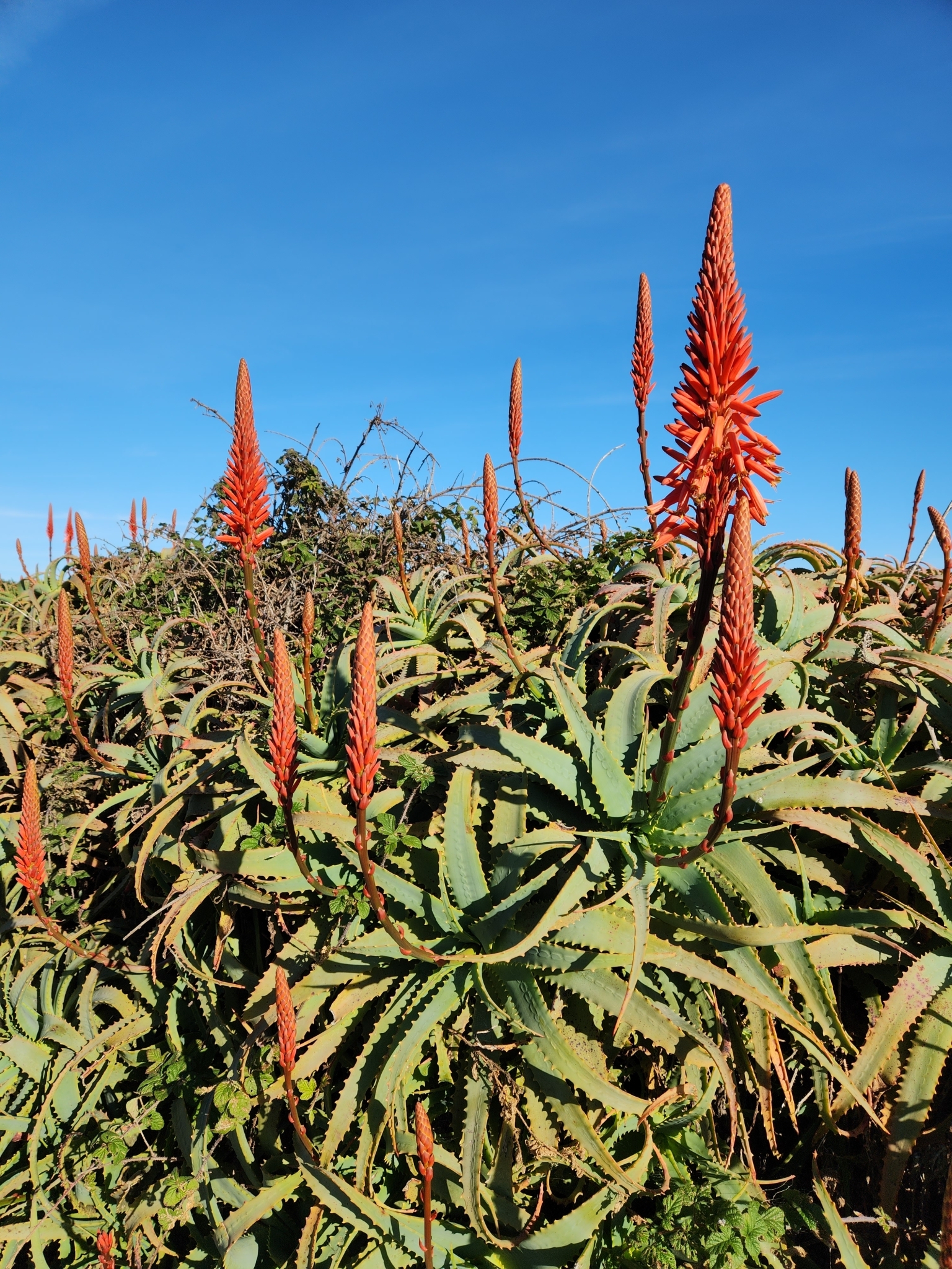 BioFiles  Candelabra Aloe (Aloe arborescens)