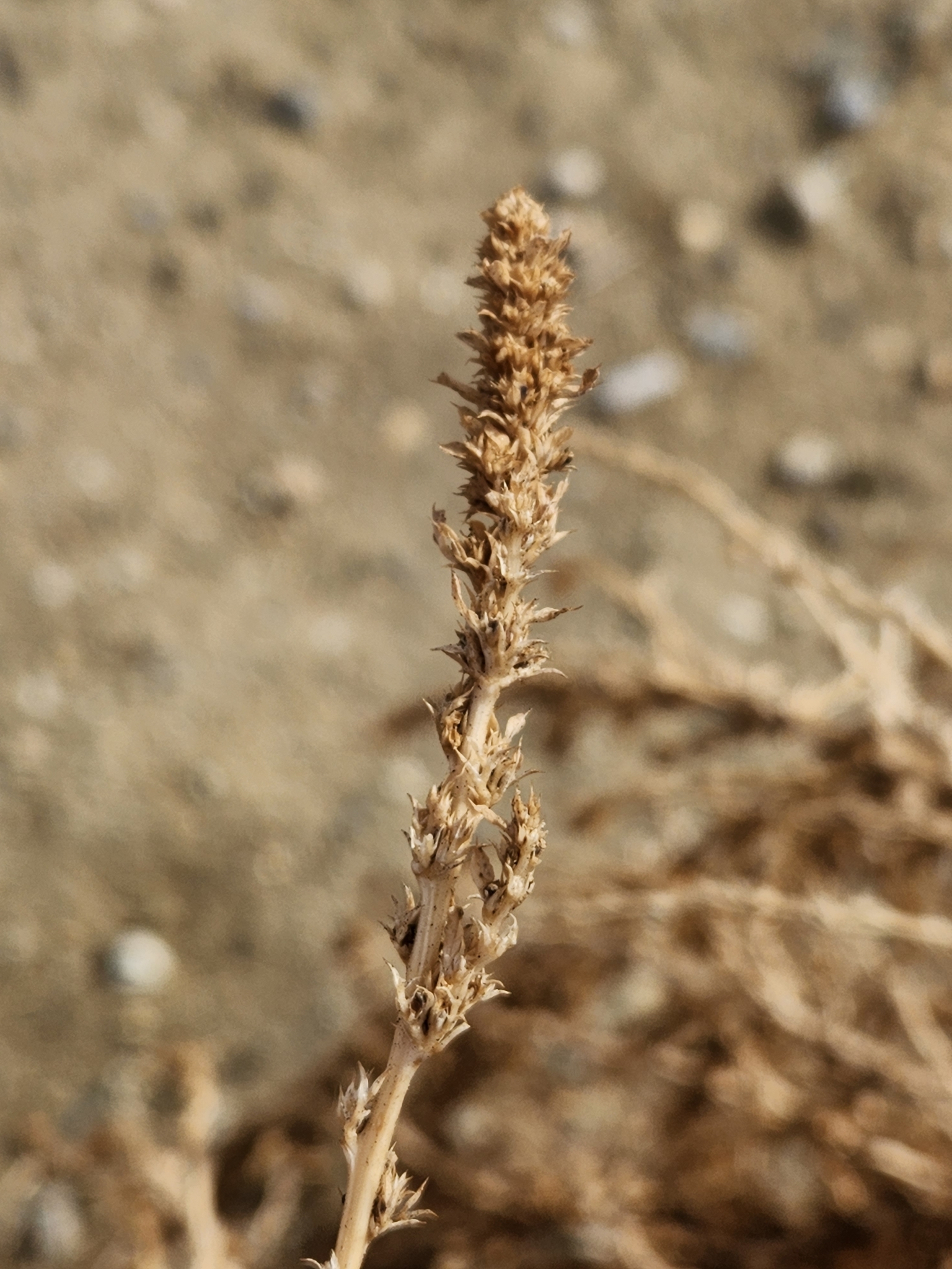 Genus Salsola in Kern County, California (12/26/2022). Genus Salsola (Russian Thistles)