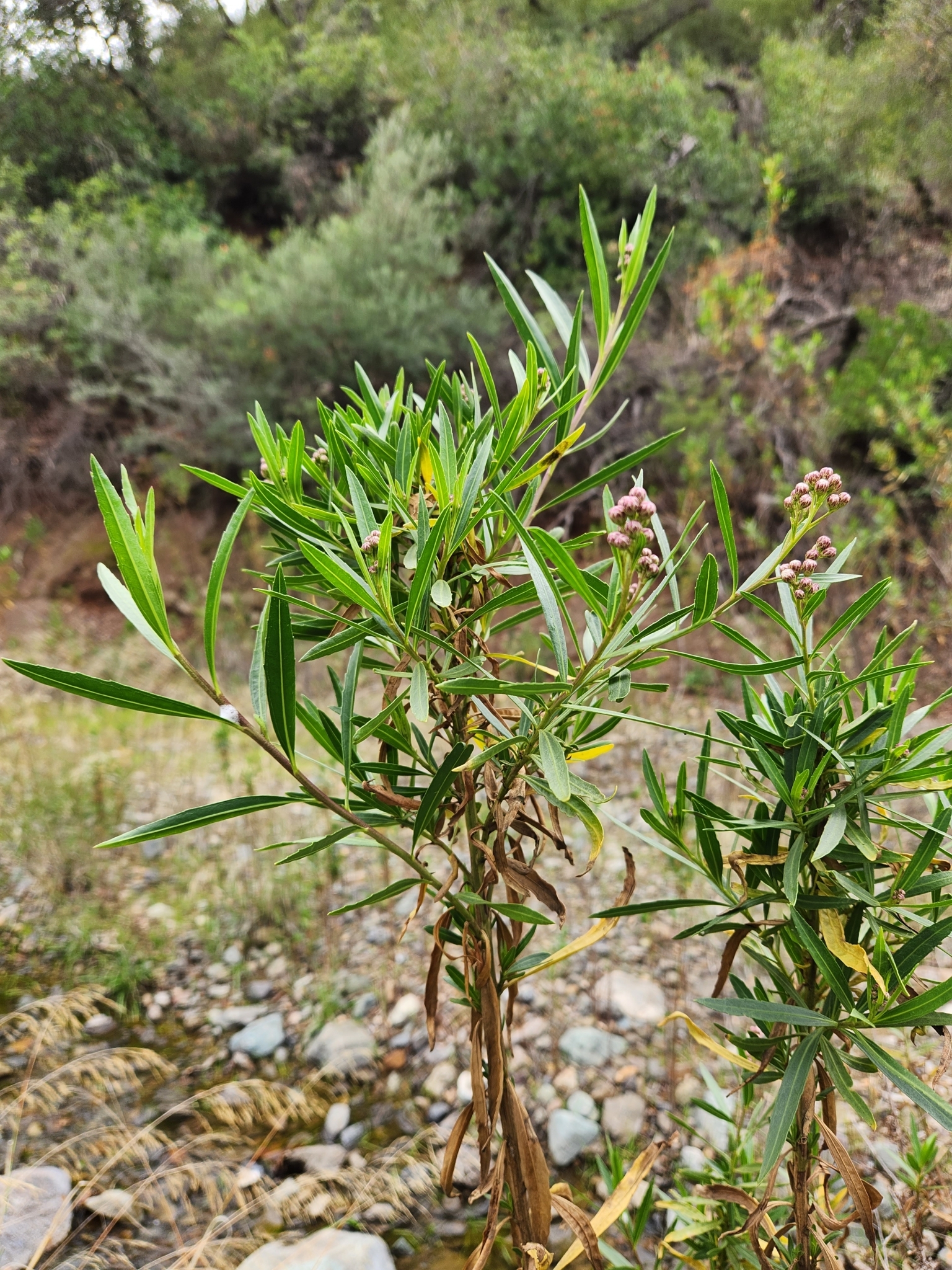 BioFiles  Mule Fat (Baccharis salicifolia)