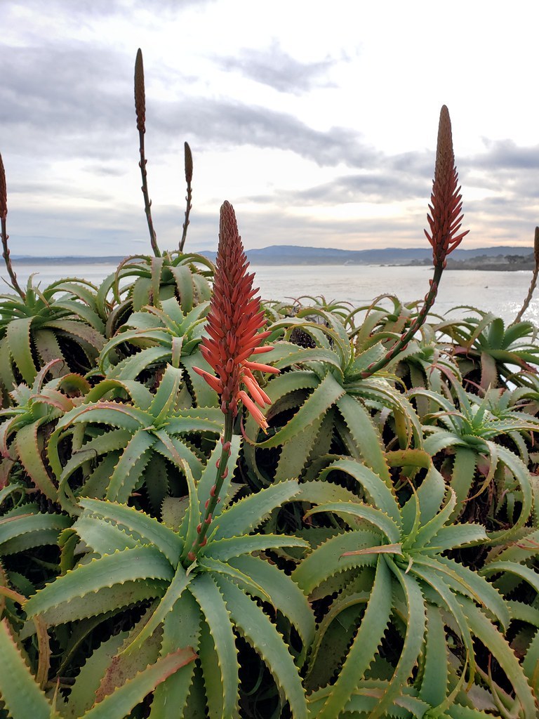 alo evera Aloe Barbadensis 1gal