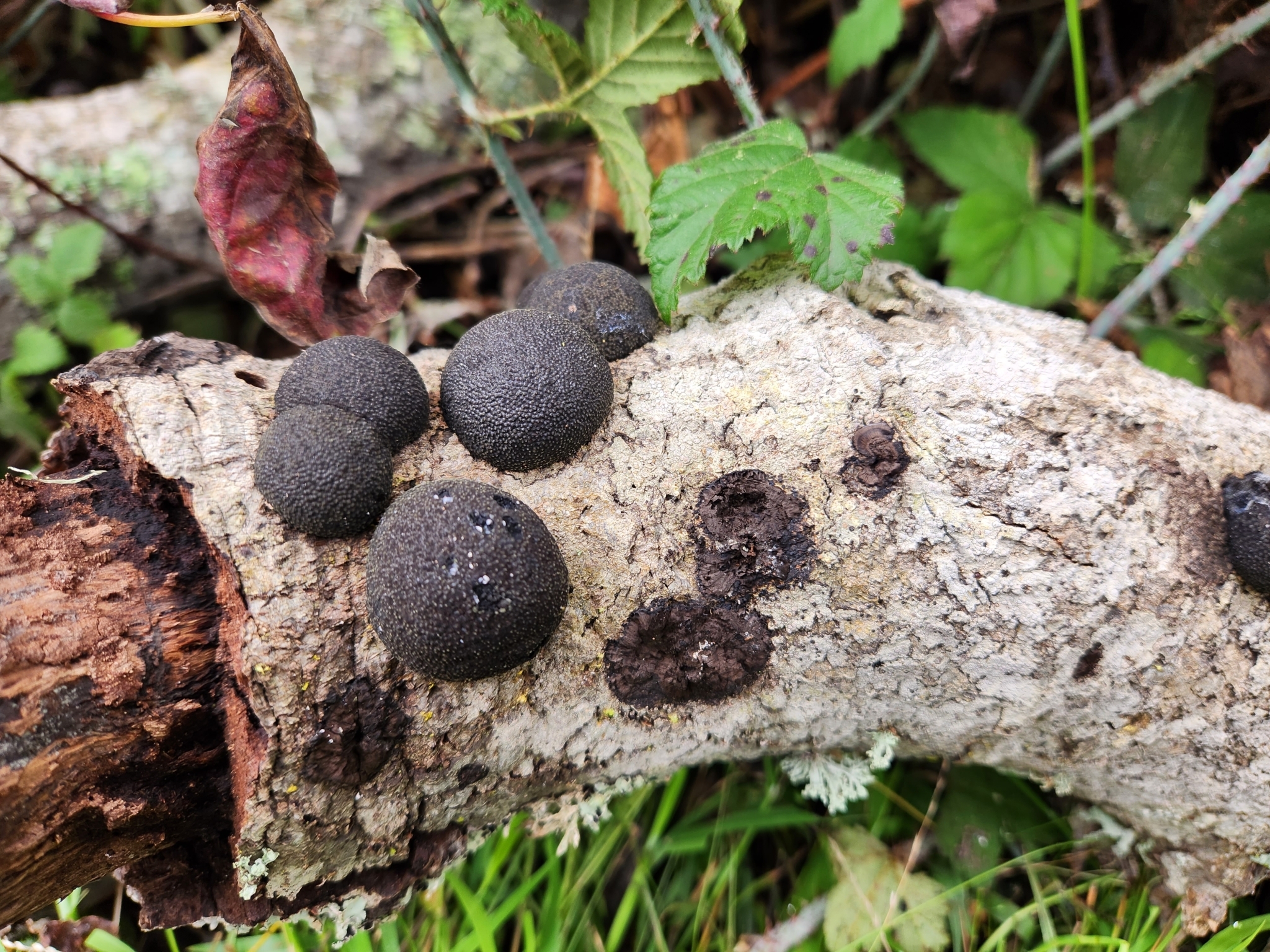 Cramp Balls in Monterey County, California (1/7/2023).
