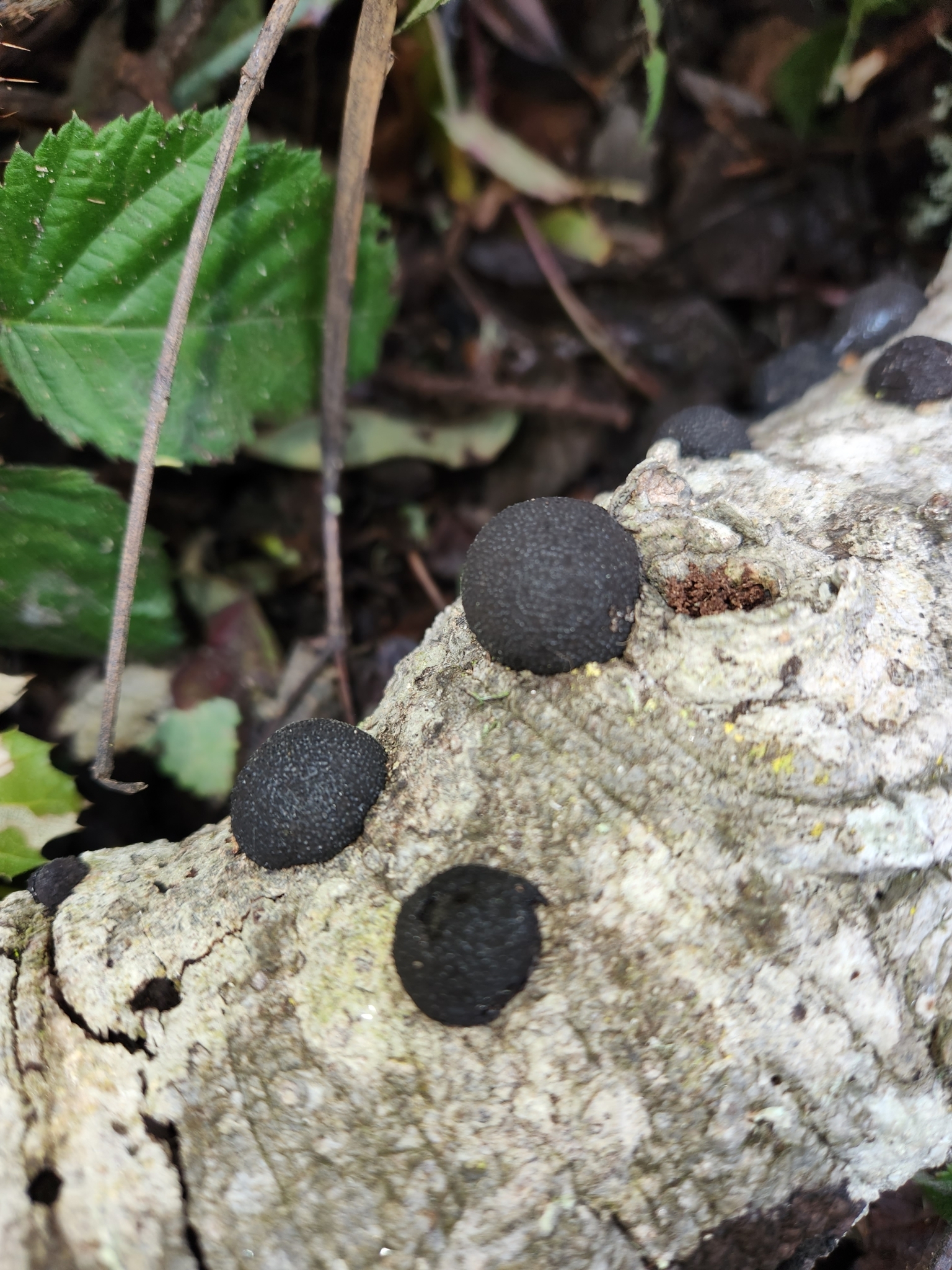 Cramp Balls in Monterey County, California (1/7/2023).