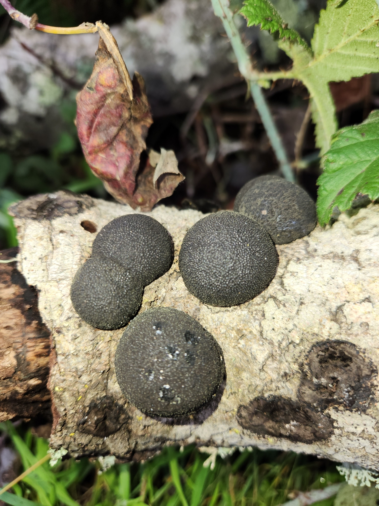 Cramp Balls in Monterey County, California (1/7/2023).