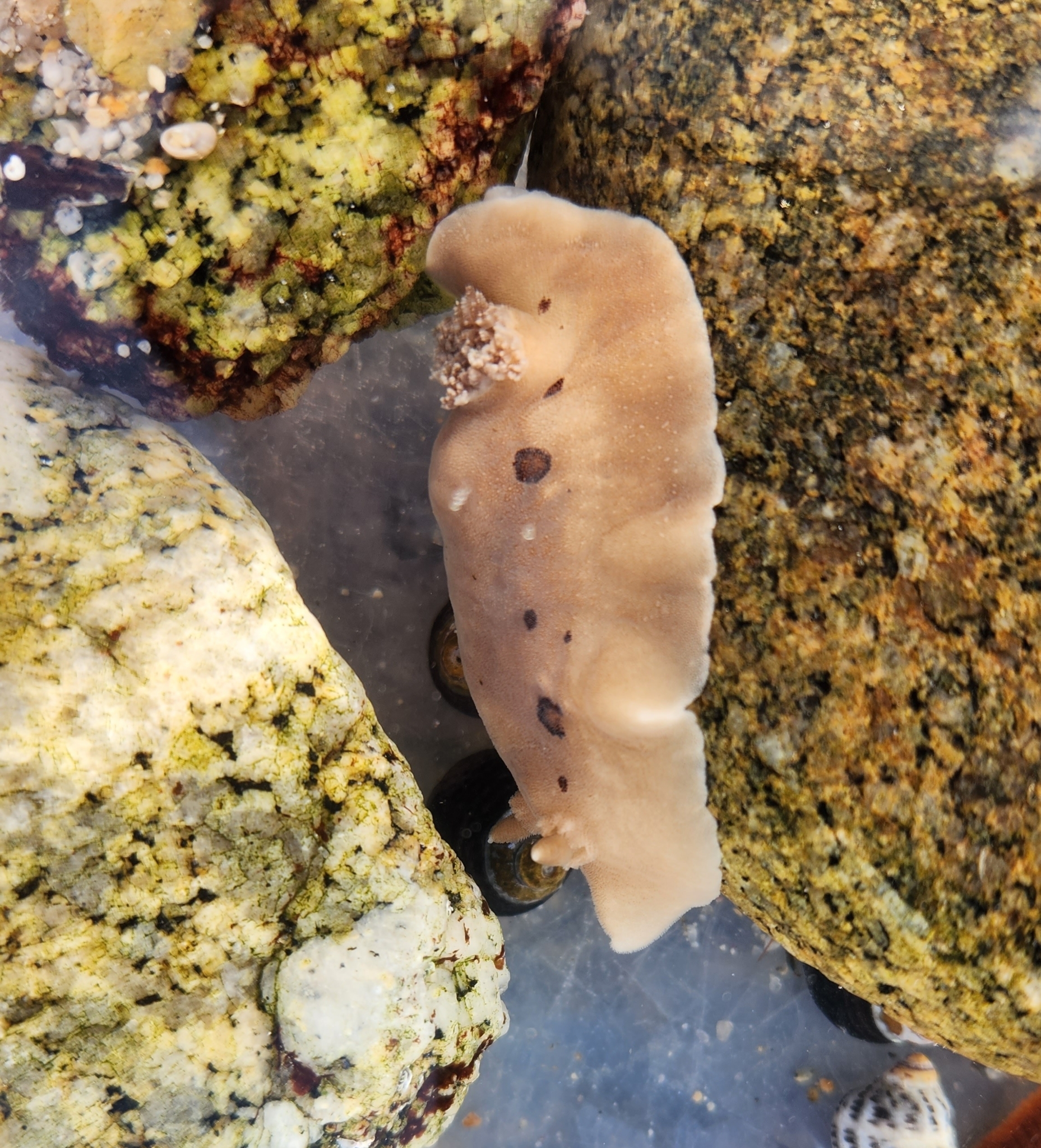 Wikipedia — San Diego Dorid (Diaulula sandiegensis) · Bill Hubick