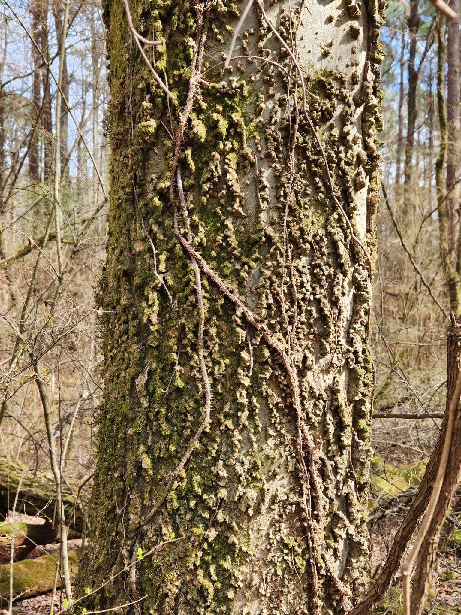Genus Celtis