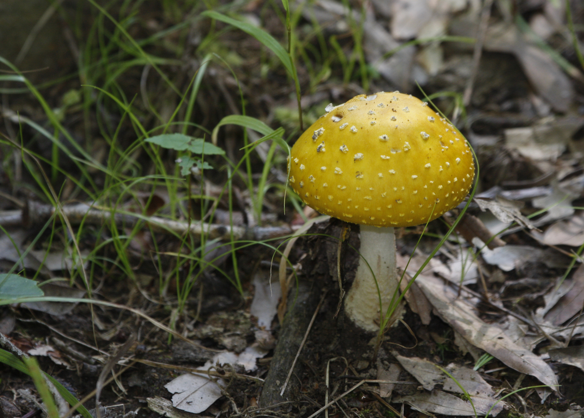 Fungi