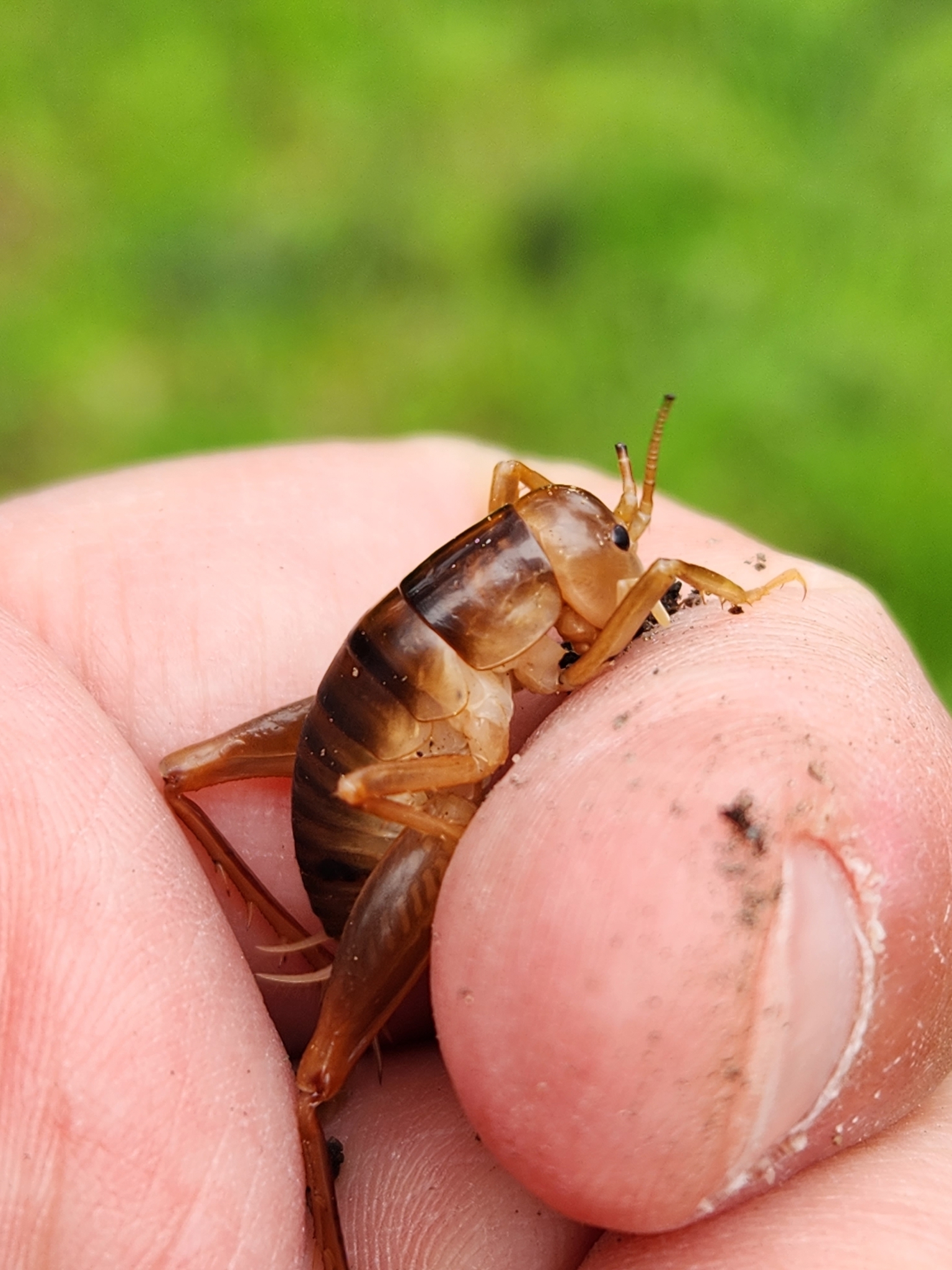 BioFiles — Genus Ceuthophilus, image size:1536x2048