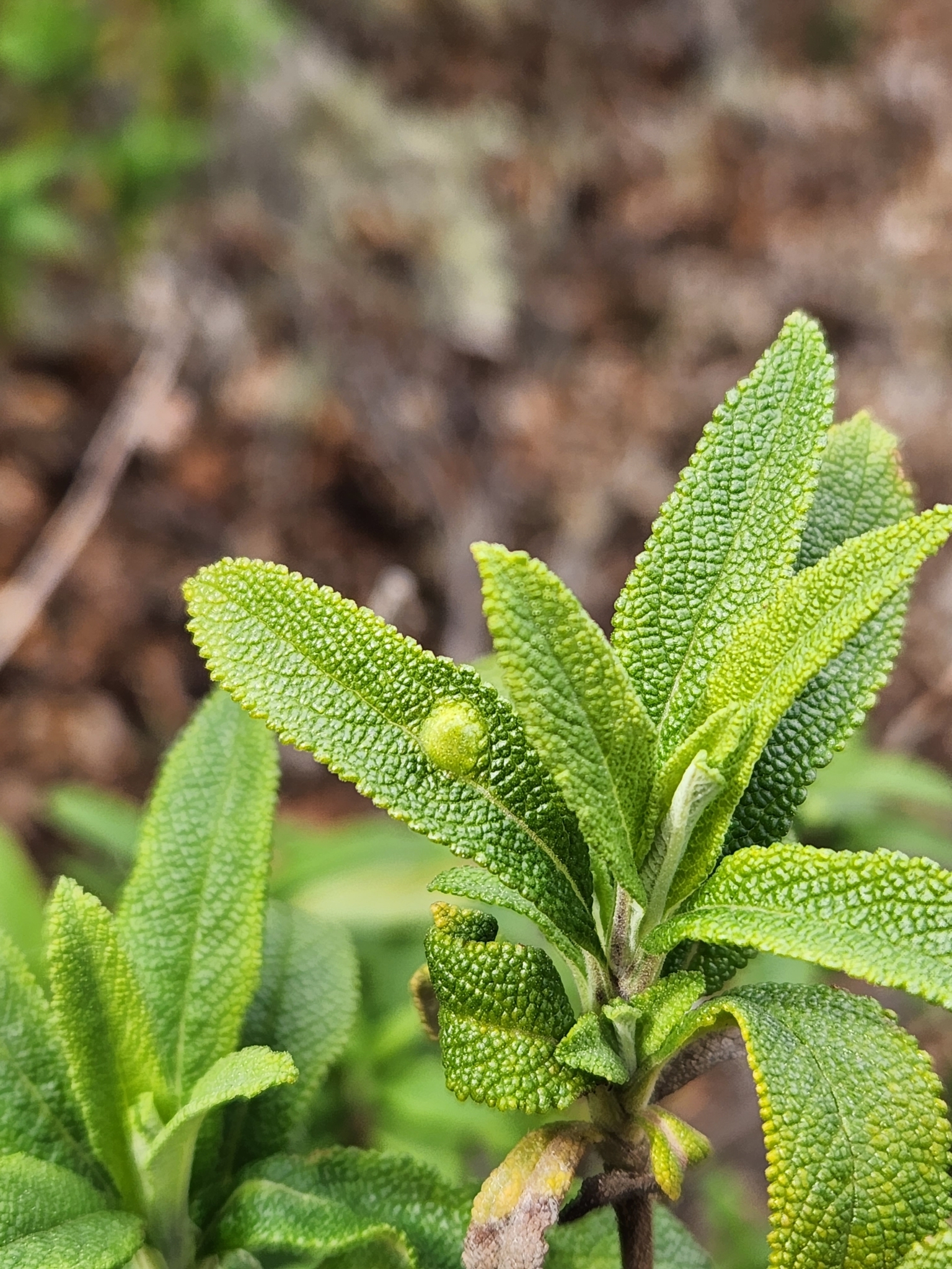 White Sage Leaf Gall Midge (Rhopalomyia audibertiae)