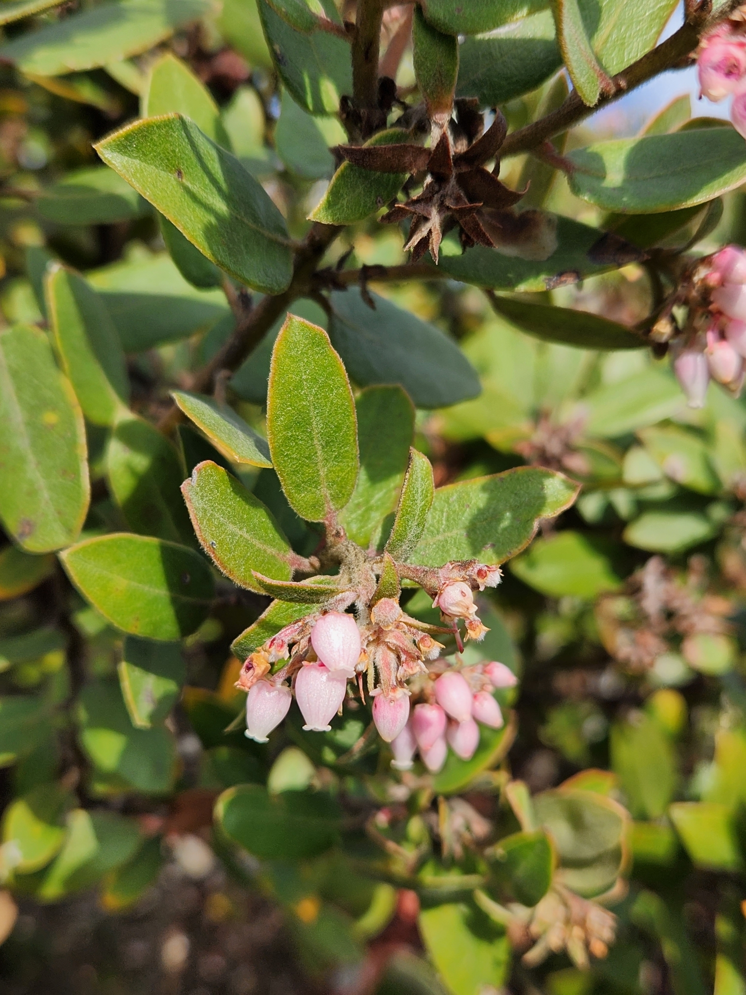 Woollyleaf Manzanita in Monterey County, California (3/5/2023).