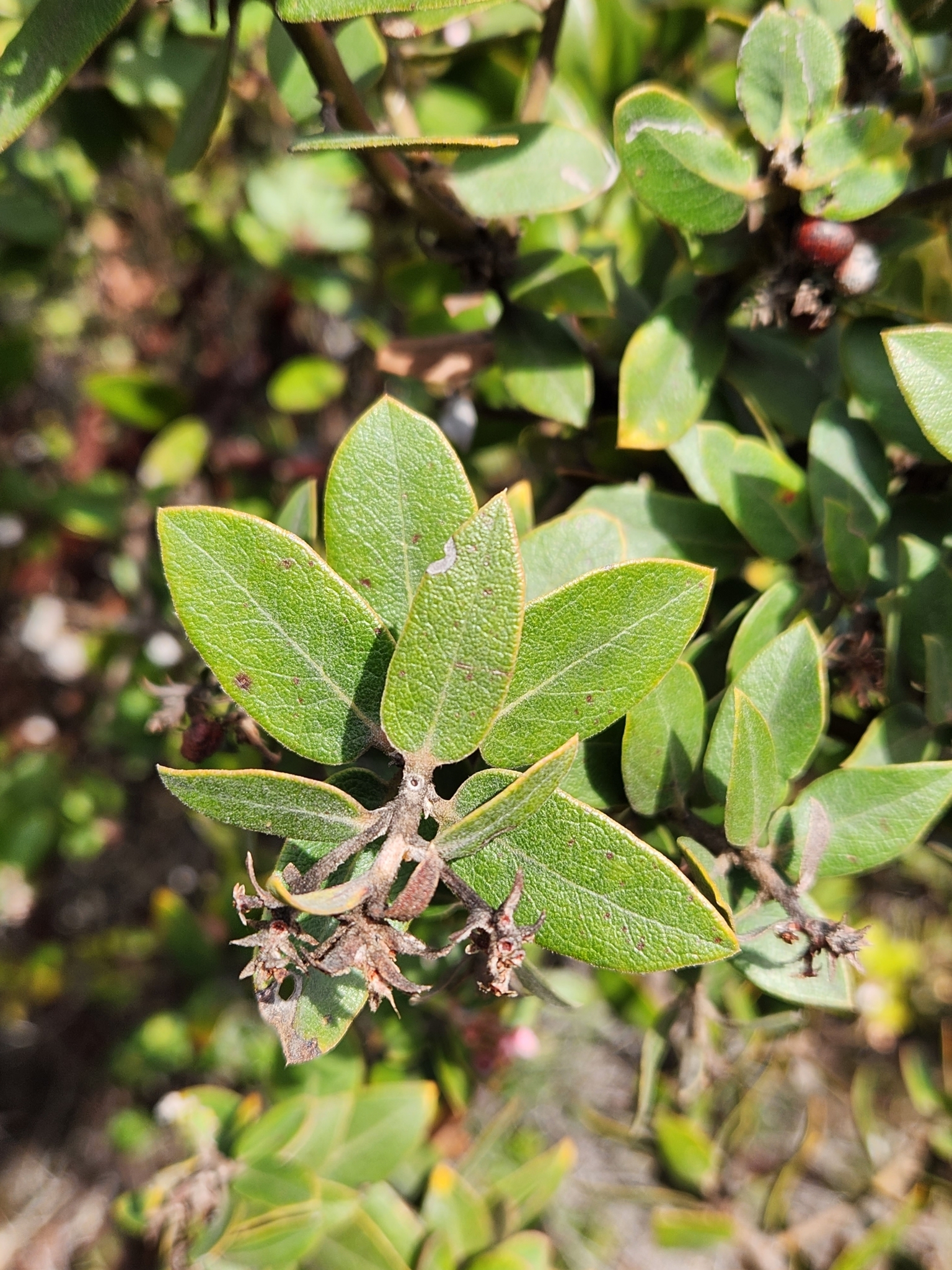 Woollyleaf Manzanita in Monterey County, California (3/5/2023).