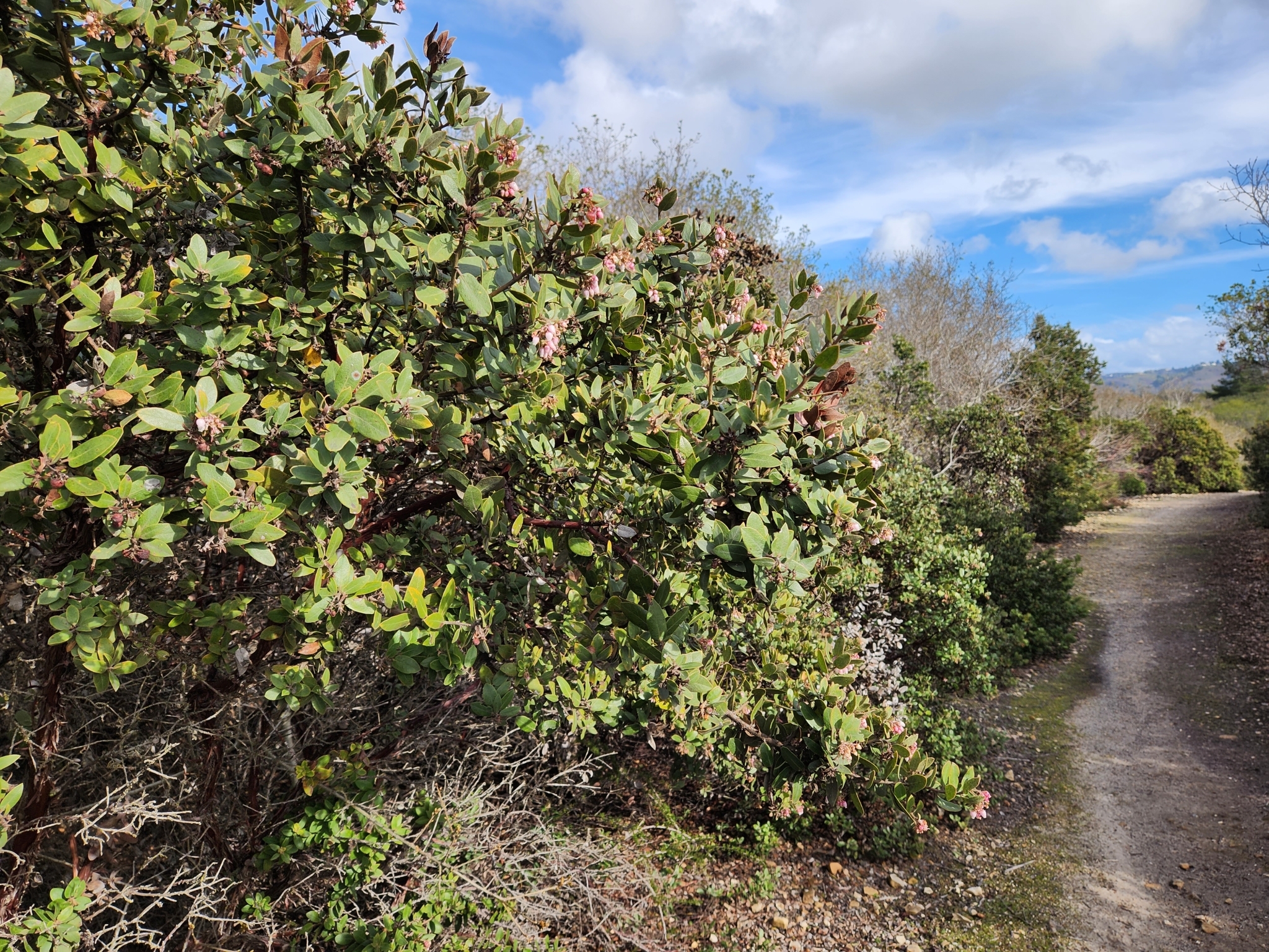Woollyleaf Manzanita in Monterey County, California (3/5/2023).