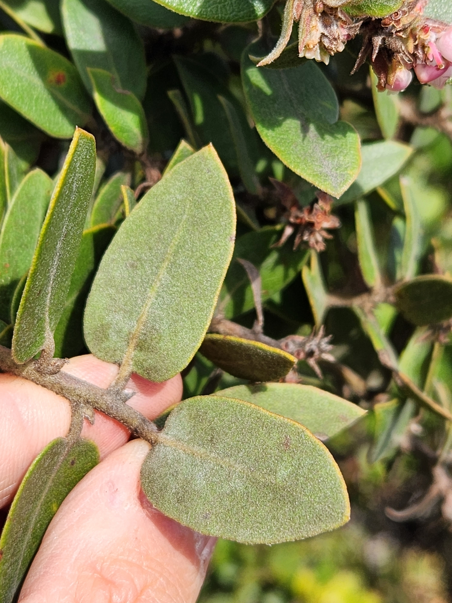 Woollyleaf Manzanita in Monterey County, California (3/5/2023).
