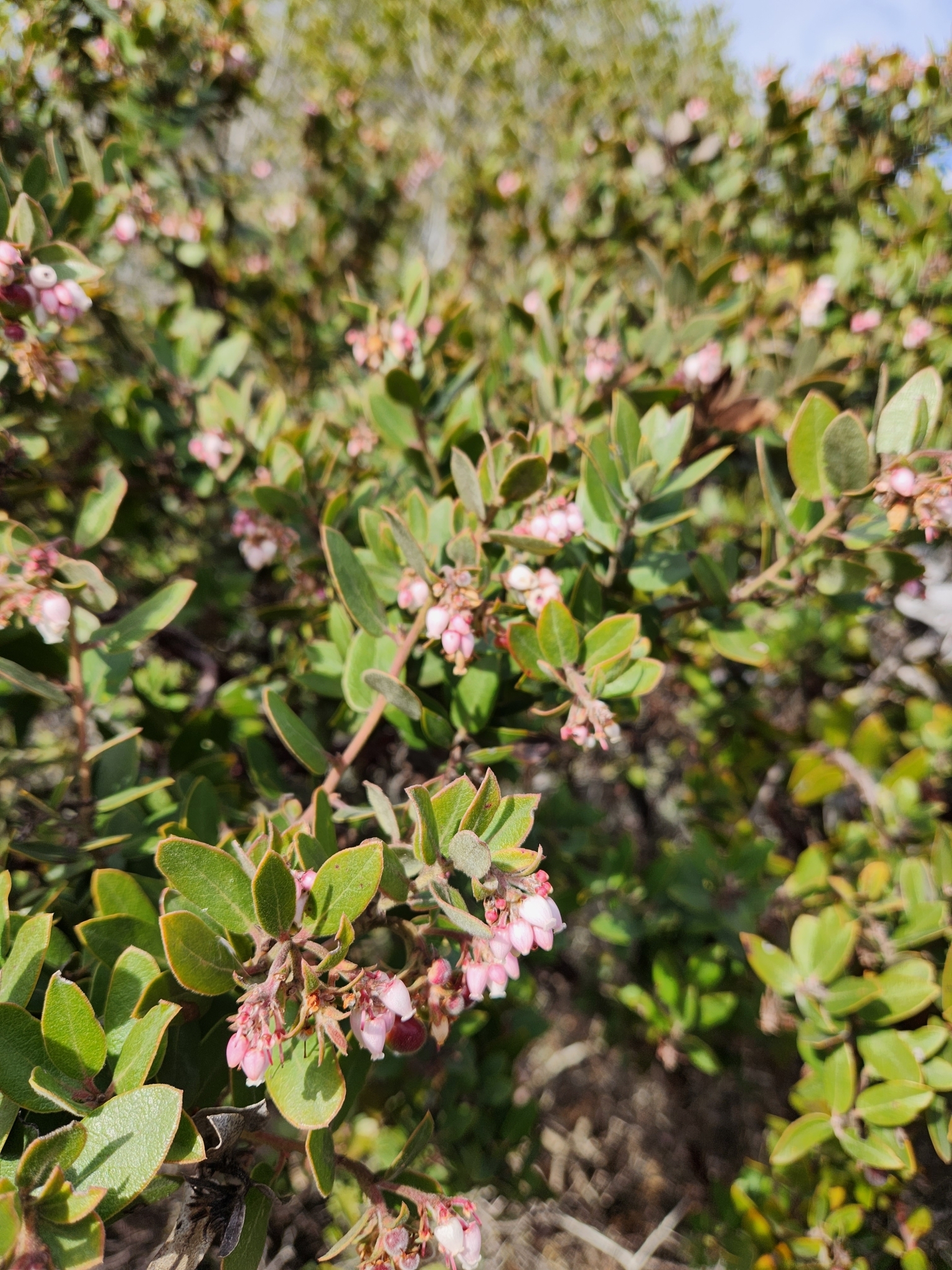 Woollyleaf Manzanita in Monterey County, California (3/5/2023).